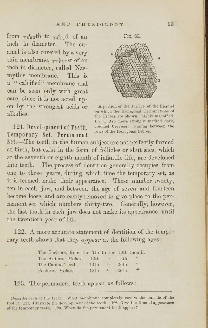 from ¥oVoth to ^\^d of an inch in diameter. The en- amel is also covered by a very thin membrane, TJf -= rst of an inch in diameter, called Nas- myth's membrane. This is a  calcified membrane and can be seen only with great care, since it is not acted up- on by the strongest acids or alkalies. Fig. 65. A portion of the Surface of the Enamel on which the Hexagonal Terminations of the Fibres are shown ; highly magnified. 1 2, 3, Are more strongly marked dark, crooked Crevices, running between the rows of the Hexagonal Fibres. 121. Deyelopmentof Teeth. Temporary Set. Permanent Set.—The teeth in the human subject are not perfectly formed at birth, but exist in the form of follicles or shut sacs, which at the seventh or eighth month of infantile life, are developed into teeth. The process of dentition generally occupies from one to three years, during which time the temporary set, as it is termed, make their appearance. These number twenty, ten in each jaw, and between the age of seven and fourteen become loose, and are easily removed to give place to the per- manent set which numbers thirty-two. Generally, however, the last tooth in each jaw does not make its appearance until the twentieth year of life. 122. A more accurate statement of dentition of the tempo- rary teeth shows that they appear at the following ages: The Incisors, from the 7th to the 10th montli. The Anterior Molars, 12 th The Canine Teeth, 14th Posterior Molars, 18 th 13 th 20th 36 th 123. The-permanent teeth appear as follows: Describe each of the teeth. What membrane completely covers the outside of the tooth? 121. Illustrate the development of the teeth. 122. Give the time of appearance of the temporary teeth. 123. When do the permanent teeth appear ?