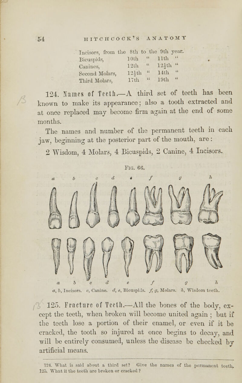 Incisors, from the 8th to the 9th year. Bicuspids, 3 0th  11th  Canines, 12th  12|th  Second Molars, 12£th  11th  19th  Third Molars 17th 124. Names of Teeth.—A third set of teeth has been known to make its appearance; also a tooth extracted and at once replaced may become firm again at the end of some months. The names and number of the permanent teeth in each jaw, beginning at the posterior part of the mouth, are: 2 Wisdom, 4 Molars, 4 Bicuspids, 2 Canine, 4 Incisors. 5 c d 6 f g A a, ~b, Incisors, c, Canine, d, e, Bicuspids. /, g, Molars. 7i, Wisdom teeth. 125. Fracture of Tcctli.—All the bones of the body, ex- cept the teeth, when broken will become united again ; but if the teeth lose a portion of their enamel, or even if it be cracked, the tooth so injured at once begins to decay, and will be entirely consumed, unless the disease be checked by artificial means. 121. What is said about a third set? Give the names of the permanent teeth. 12o. What it the teeth ure broken or cracked ?