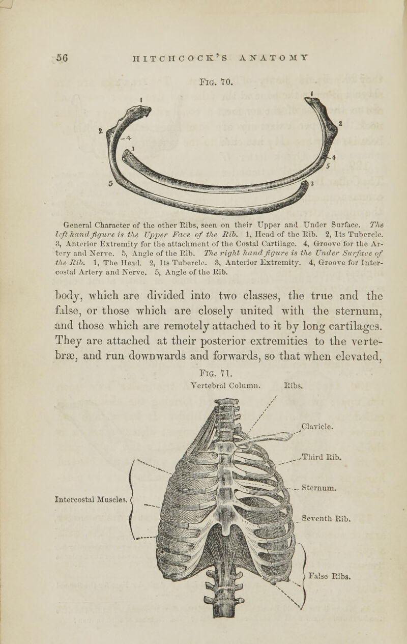 Pig. TO. General Character of the other Ribs, seen on their Upper and Under Surface. The left hand figure is the Upper Face of the Rib. 1, Head of the Ilib. 2, Its Tubercle. 3, Anterior Extremity for the attachment of the Costal Cartilage. 4, Groove for the Ar- tery and Nerve. 5, Anglo of the Rib. The right hand figure is the Under Surface of the Rib. 1, The Head. 2, Its Tubercle. 3, Anterior Extremity. 4, Groove for Inter- costal Artery and Nerve. 5, Angle of the Rib. body, which are divided into two classes, the true and the false, or those which are closely united with the sternum, and those which are remotely attached to it by long cartilages. They are attached at their posterior extremities to the verte- brae, and run downwards and forwards, so that when elevated, Fig. VI. Vertebral Column. «PQm> Ribs. Clavicle. ,.-Third Rib. Intercostal Muscles. Falso Ribs.