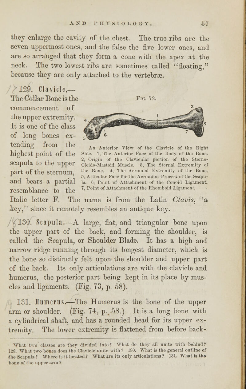 Pig. An Anterior View of the Clavicle of the Eight Side. 1, The Anterior Face of the Body of the Bone. 2, Origin of the Clavicular portion of the Sterno- Cleido-Mastoid Muscle. 3, The Sternal Extremity of the Bone. 4, The Acromial Extremity of the Bone. 5, Articular Face for the Acromion Process of the Scapu- la. <>, Point of Attachment of the Conoid Ligament. 7, Point of Attachment of the Rhomboid Ligament. they enlarge the cavity of the chest. The true ribs are the seven uppermost ones, and the false the five lower ones, and are so arranged that they form a cone with the apex at the neck. The two lowest rib3 are sometimes called floating, because they are only attached to the vertebrae. 129. Clavicle.— The Collar Bone is the commencement of the upper extremity. It is one of the class of long bones ex- tending from the highest point of the scapula to the upper part of the sternum, and bears a partial resemblance to the Italic letter F. The name is from the Latin Clavis, a key, since it remotely resembles an antique key. 130. Scapula.—A large, flat, and triangular bone upon the upper part of the back, and forming the shoulder, is called the Scapula, or Shoulder Blade. It has a high and narrow ridge running through its longest diameter, which is the bone so distinctly felt upon the shoulder and upper part of the back. Its only articulations are with the clavicle and humerus, the posterior part being kept in its place by mus- cles and ligaments. (Fig. 73, p. 58). 131. Humerus.-[-The Humerus is the bone of the upper arm or shoulder. (Fig. 74, p.. 58.) It is a long bone with a cylindrical shaft, and has a rounded head for its upper ex- tremity. The lower extremity is flattened from before back- What two classes are they divided into? What do they all unite with behind? 120. What two bones does the Clavicle unite with ? 130. What is the general outline of the Scapula ? Where is it located ? What are its only articulations ? 131. What is tha bone of the upper arm ?