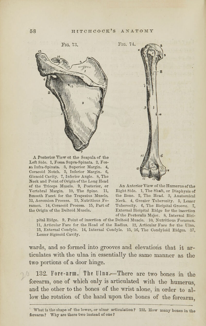 Fig. T3. Fig. T4. i M A Posterior View ot the Scapula of the Left Side. 1, Fossa Supra-Spinata. 2, Fos- sa Infra-Spinata. 8, Superior Margin. 4, Coracoid Notch. 5, Inferior Margin. 6, Glenoid Cavity. 7, Inferior Angle. 8, The Neck and Point of Origin of the Long Head of the Triceps Muscle. 9, Posterior, or An Anterior View of the Ilumerns of the Vertebral Margin. 10, The Spine. 11, Right Side. 1, The Shaft, or Diaphysis of Smooth Facet for the Trapezius Muscle. the Bone. 2, The Head. 3, Anatomical 12, Acromion Process. 13, Nutritious Fo- Neck. 4, Greater Tuberosity. 5, Lesser ramen. 14, Coracoid Process. 15, Part of Tuberosity. 6, The Bicipital Groove. 7, the Origin of the Deltoid Muscle. External Bicipital Ridge for the insertion of the Pectoralis Major. 8, Internal Bici- pital Ridge. 9, Point of insertion of the Deltoid Muscle. 10, Nutritious Foramen. 11, Articular Face for the Head of the Radius. 12, Articular Face for the Ulna. 13, External Condyle. 14, Internal Condyle. 15, 16, The Condyloid Ridges. 17, Lesser Sigmoid Cavity. ■wards, and so formed into grooves and elevations that it ar- ticulates with the ulna in essentially the same manner as the two portions of a door hinge. 132. Fore-arm. The Ulna.—There are two bones in the forearm, one of which only is articulated with the humerus and the other to the bones of the wrist alone, in order to al- low the rotation of the hand upon the bones of the forearm What is the shape of the lower, or ulnar articulation? 132. How many bones in the forearm ? Why are there two instead of one ?