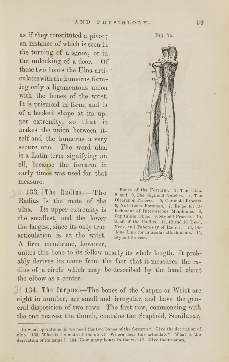 Fig. 7: J&rt as if they constituted a pivot; an instance of which is seen in the turning of a screw, or in the unlocking of a door. Of these two bones the Ulna arti- culates with the humerus, form- ing only a ligamentous union with the bones of the wrist. It is prismoid in form, and is of a hooked shape at its up- per extremity, so that it makes the union between it- self and the humerus a very secure one. The word ulna is a Latin term signifying an ell, because the forearm in early times was used for that measure. 133. The Radius.—The Radius is the mate of the ulna. Its upper extremity is the smallest, and the lower the largest, since its only true articulation is at the wrist. A firm membrane, however, unites this bone to its fellow nearly its whole length. It prob- ably derives its name from the fact that it measures the ra- dius of a circle which may bo described by the hand about the elbow as a center. 134. The Carpus.—The bones of the Carpus or Wrist are eight in number, are small and irregular, and have the gen- eral disposition of two rows. The first row, commencing with the one nearest the thumb, contains the Scaphoid, Semilunar, In what operations do we need the two bones of the forearm ? Give the derivation of ulna. 133. What is the mate of the ulna? Wliero does this articulate? What Is the derivation of its name? 134. How many bones in the wrist? Give their names. Bones of the Forearm. 1, The Ulna. 2 and 3, The Sigmoid Notches. 4, The Olecranon Process. 5, Coronoid Process. 6, Nutritions Foramen. 7. Ridge for at- tachment of Interosseous Membrane. 8, Capitulum Ulnae. 9, Styloid Process. 10, Shaft of the Radius. 11, 12 and 13, Head, Neck, and Tuberosity of Radius. 14, Ob- lique Line for muscular attachments. 15, Styloid Process.