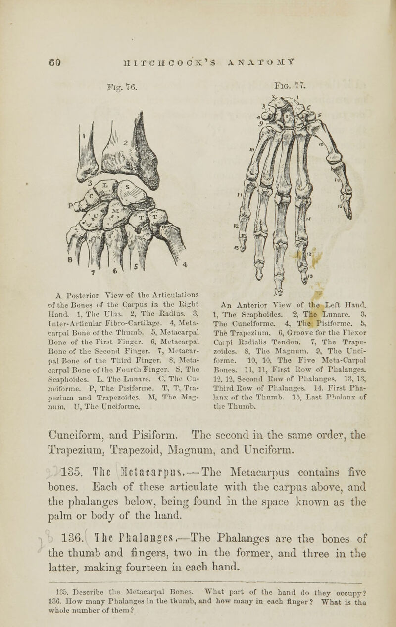 Fie. 16. Fig. 11. A Posterior View of the Articulations of the Bones of the Carpus in the Right Hand. I, The Ulna. 2, The Radius. 3, Inter-Articular Fibro-Cartilage. 4, Mela- carpal Bone of the. Thumb. 5, Metacarpal Bone of the First Finger. 6, Metacarpal Bone of the Second Finger. T, Metacar- pal Bone of the Third Finger. 8, Meta- carpal Bone of the Fourth Finger. S, The Scaphoidcs. L. The Lunare. C, The Cu- neiforme. P, The Pisiforme. T, T, Tra- pezium and Trapeexndes. M, The Mag- num. U, The Unciforme. An Anterior View of the Left Hand. 1, The Scaphoides. 2, THe Lunare. 3, The Cuneiforms 4, The Pisiforme. 5, The Trapezium. C, Groove for the Flexor Carpi Radialis Tendon. 7, The Trapc- zoides. 8, The Magnum. 9, The Unci- forme. 10, 10, The Five Meta-Carpal Bones. 11, 11, First Row of Phalanges. 12, 12, Second Row of Phalanges. 13, 13, Third Row of Phalanges. 14. First Pha- lanx of the Thumb. 15, Last Phalanx of the Thumb. Cuneiform, and Pisiform. The second in the same order, the Trapezium, Trapezoid, Magnum, and Unciform. 185. The Metacarpus. — The Metacarpus contains five bones. Each of these articulate with the carpus above, and the phalanges below, being found in the space known as the palm or body of the hand. 136. The Phalanges.—The Phalanges are the bones of the thumb and fingers, two in the former, and three in the latter, making fourteen in each hand. 135. Describe the Metacarpal Bones. What part of the hand do they occupy? 130. How many Phalanges in the thumb, and how many in each finger? What is the whole number of them J