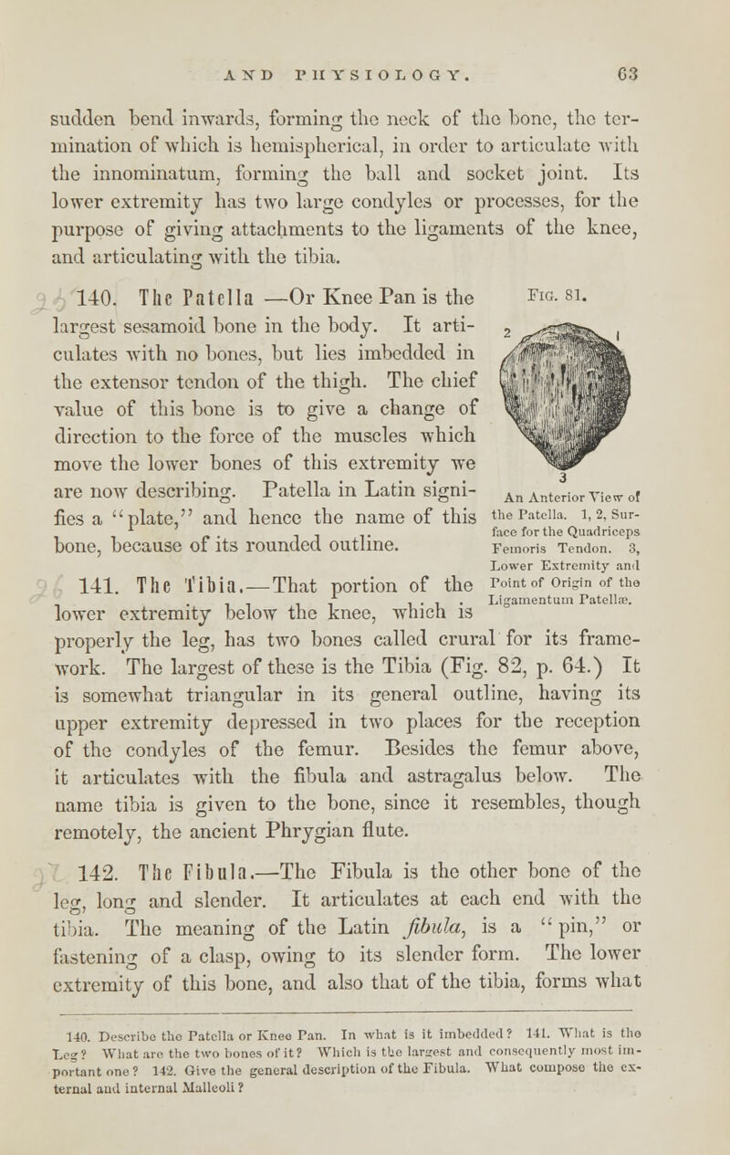 sudden bend inwards, forming the neck of tlio bone, the ter- mination of which is hemispherical, in order to articulate with the innominatum, forming the ball and socket joint. Its lower extremity has two large condyles or processes, for the purpose of giving attachments to the ligaments of the knee, and articulating with the tibia. 140. The Patella —Or Knee Pan is the Fig. si. largest sesamoid bone in the body. It arti- culates with no bones, but lies imbedded in the extensor tendon of the thigh. The chief value of this bone is to give a change of direction to the force of the muscles which move the lower bones of this extremity we are now describing. Patella in Latin signi- An AnteriorTietr 0, fies a plate, and hence the name of this thePateiia. 1,2,Sur- 1 , 1 . ,. face for the Quadriceps bone, because 01 its rounded outline. Femom Tendon. 3, Lower Extremity and 141. The Tibia. —That portion of the Point of origin of tha , . i • 1 • Ligamentum Patella?. lower extremity below the knee, which is properly the leg, has two bones called crural for its frame- work. The largest of these is the Tibia (Fig. 82, p. 64.) It is somewhat triangular in its general outline, having its upper extremity depressed in two places for the reception of the condyles of the femur. Besides the femur above, it articulates with the fibula and astragalus below. The name tibia is given to the bone, since it resembles, though remotely, the ancient Phrygian flute. 142. The Fibula.—The Fibula is the other bone of the lc<*, loni- and slender. It articulates at each end with the tibia. The meaning of the Latin fibula, is a  pin, or fastening of a clasp, owing to its slender form. The lower extremity of this bone, and also that of the tibia, forms what 140. Describe the Patella or Knee Pan. In what is it imbedded ? 141. What is tho Leg? What are the two bones of it? Which is the largest and consequently most im- portant one? 142. Give the general description of the Fibula. What compose the ex- ternal aud internal .Malleoli ?