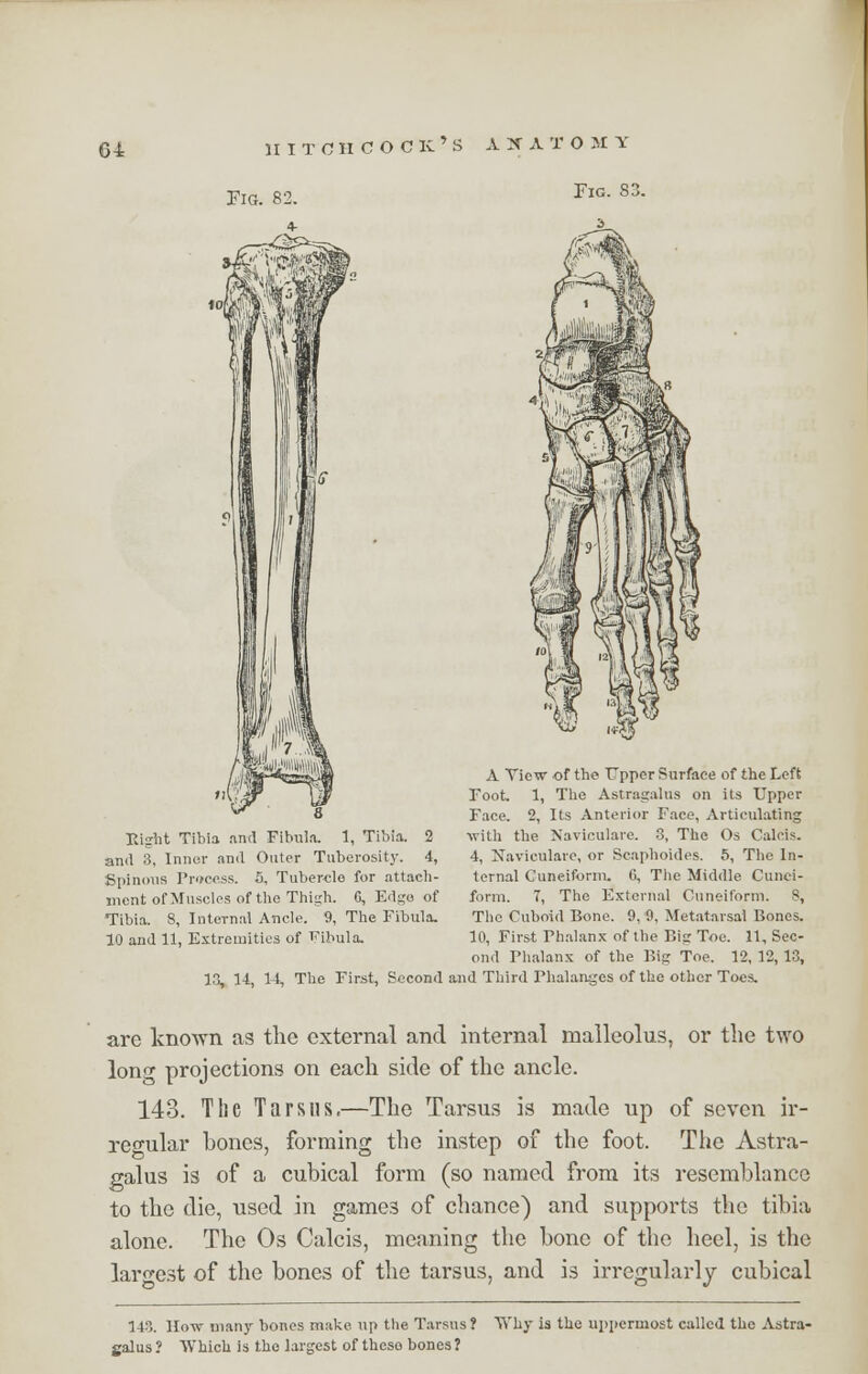 Fig. 82. C^< Fig. S3. fell A Ticw of the Upper Surface of the Left Foot. 1, The Astragalus on its Upper Face. 2, Its Anterior Face, Articulating with the Naviculare. 3, The Os Calcis. 4, Naviculare, or Scaphoides. 5, The In- ternal Cuneiform. C, The Middle Cunei- form. 7, The External Cuneiform. 8, The Cuboid Bone. 9,9, Metatarsal Bones. 10, First Phalanx of the Big Tie. 11, Sec- ond Fhalanx of the Big Toe. 12, 12, 13, 13, 14, 14, The First, Second and Third Phalanges of the other Toes. Eight Tibia and Fibula. 1, Tibia. 2 and 3, Inner and Outer Tuberosity. 4, Spinous Process. 5, Tubercle for attach- ment of Muscles of the Thigh. 0, Edge of Tibia. 8, Internal Ancle. 9, The Fibula. 10 and 11, Extremities of Fibula. are known as the external and internal malleolus, or the two long projections on each side of the ancle. 143. The Tarsus.—The Tarsus is made up of seven ir- regular hones, forming the instep of the foot. The Astra- galus is of a cubical form (so named from its resemblance to the die, used in games of chance) and supports the tibia alone. The Os Calcis, meaning the bone of the heel, is the largest of the bones of the tarsus, and is irregularly cubical 143. How many bones make up the Tarsus? Why is the uppermost called the Astra- galus ? Which is the largest of these bones ?