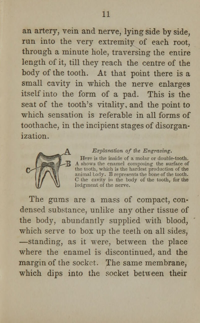 an artery, vein and nerve, lying side by side, run into the very extremity of each root, through a minute hole, traversing the entire length of it, till they reach the centre of the body of the tooth. At that point there is a small cavity in which the nerve enlarges itself into the form of a pad. This is the seat of the tooth's vitality, and the point to which sensation is referable in all forms of toothache, in the incipient stages of disorgan- ization. A Explanation of Vie Engraving. Here is the inside of a molar or double-tooth. ■35 A shows the enamel composing the surface of the tooth, which is the hardest production of the . E represents the bone of the tooth. - in the body of the tooth, for the lodg-meut of the nerve. The gums are a mass of compact, con- densed substance, unlike any other tissue of the body, abundantly supplied with blood, which serve to box up the teeth on all sides, —standing, as it were, between the place where the enamel is discontinued, and the margin of the socket. The same membrane, which dips into the socket between their