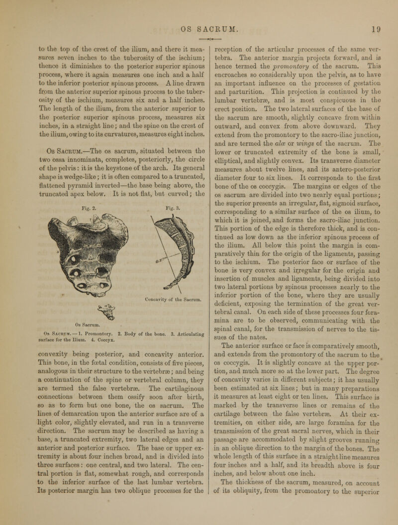 to the top of the crest of the ilium, and there it mea- sures seven inches to the tuberosity of the ischium; thence it diminishes to the posterior superior spinous process, where it again measures one inch and a half to the inferior posterior spinous process. Aline drawn from the anterior superior spinous process to the tuber- osity of the ischium, measures six and a half inches. The length of the ilium, from the anterior superior to the posterior superior spinous process, measures six inches, in a straight line; and the spine on the crest of the ilium, owing to its curvatures, measures eight inches. Os Sacrum.—The os sacrum, situated between the two ossa innominata, completes, posteriorly, the circle of the pelvis : it is the keystone of the arch. Its general shape is wedge-like; it is often compared to a truncated, flattened pyramid inverted—the base being above, the truncated apex below. It is not flat, but curved; the Fi«. 3. Concavity of the Sacrum. _±W. Os Sacrum. Os Sacrum. — 1. Promontory. 2. Body of the bono, surface for the Ilium. 4. Coccyx. 3. Articulating convexity being posterior, and concavity anterior. This bone, in the foetal condition, consists of five pieces, analogous in their structure to the vertebrae; and being a continuation of the spine or vertebral column, they are termed the false vertebrae. The cartilaginous connections between them ossify soon after birth, so as to form but one bone, the os sacrum. The lines of demarcation upon the anterior surface are of a light color, slightly elevated, and run in a transverse direction. The sacrum may be described as having a base, a truncated extremity, two lateral edges and an anterior and posterior surface. The base or upper ex- tremity is about four inches broad, and is divided into three surfaces : one central, and two lateral. The cen- tral portion is flat, somewhat rough, and corresponds to the inferior surface of the last lumbar vertebra. Its posterior margin has two oblique processes for the reception of the articular processes of the same ver- tebra. The anterior margin projects forward, and is hence termed the promontory of the sacrum. This encroaches so considerably upon the pelvis, as to have an important influence on the processes of gestation and parturition. This projection is continued by the lumbar vertebras, and is most conspicuous in the erect position. The two lateral surfaces of the base of the sacrum are smooth, slightly concave from within outward, and convex from above downward. They extend from the promontory to the sacro-iliac junction, and are termed the alee or wings of the sacrum. The lower or truncated extremity of the bone is small, elliptical, and slightly convex. Its transverse diameter measures about twelve lines, and its antero-posterior diameter four to six lines. It corresponds to the first bone of the os coccygis. The margins or edges of the os sacrum are divided into two nearly equal portions; the superior presents an irregular, flat, sigmoid surface, corresponding to a similar surface of the os ilium, to which it is joined, and forms the sacro-iliac junction. This portion of the edge is therefore thick, and is con- tinued as low down as the inferior spinous process of the ilium. All below this point the margin is com- paratively thin for the origin of the ligaments, passing to the ischium. The posterior face or surface of the bone is very convex and irregular for the origin and insertion of muscles and ligaments, being divided into two lateral portions by spinous processes nearly to the inferior portion of the bone, where they are usually deficient, exposing the termination of the great ver- tebral canal. On each side of these processes four fora- mina are to be observed, communicating with the spinal canal, for the transmission of nerves to the tis- sues of the nates. The anterior surface or face is comparatively smooth, and extends from the promontory of the sacrum to the os coccygis. It is slightly concave at the upper por- tion, and much more so at the lower part. The degree of concavity varies in different subjects; it has usually been estimated at six lines; but in many preparations it measures at least eight or ten lines. This surface is marked by the transverse lines or remains of the cartilage between the false vertebras. At their ex- tremities, on either side, are large foramina for the transmission of the great sacral nerves, which in their passage are accommodated by slight grooves running in an oblique direction to the margin of the bones. The whole length of this surface in a straight line measures four inches and a half, and its breadth above is four inches, and below about one inch. The thickness of the sacrum, measured, on account of its obliquity, from the promontory to the superior