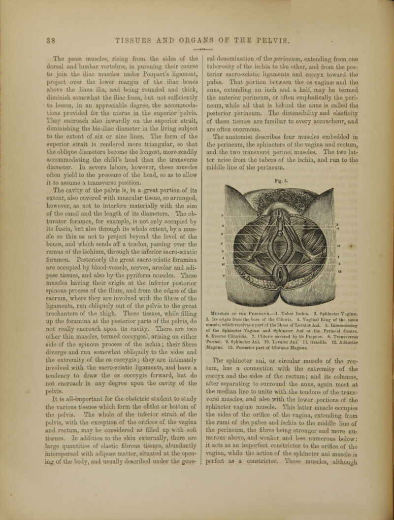 from the lidea of the Jul lumbar vertebrae, in pursuing their course to join the iliac muscles under Poupart'a ligament, the Lower margin of the iliac bones ilia, and being rounded and thick, diminish somewhat the iliac fossa, but not sufficiently a, in an appreciable degree, the accommoda- led for the uterus in the superior pelvis. Thi oh also inwardly on the superior strait, diminishing the bis-iliac diameter in the living subject to the extent of six or nine lines. The form of the superior strait is rendered more triangular, so that the oblique diameters become the longest, more readily 'mmodating the child's head than the transverse diameter. In severe labors, however, these muscles often yield to the pressure of the head, so as to allow it to assume a transverse position. The cavity of the pelvis is, in a great portion of its extent, also covered with muscular tissue, so arranged, however, as not to interfere materially with the size of the canal and the length of its diameters. The ob- turator foramen, for example, is not only occupied by its fascia, but also through its whole extent, by a mus- cle so thin as not to project beyond the level of the bones, and which sends off a tendon, passing over the ramus of the ischium, through the inferior sacro-sciatic foramen. Posteriorly the great sacro-sciatic foramina are occupied by blood-vessels, nerves, areolar and adi- pose tissues, and also by the pyriform muscles. These muscles having their origin at the inferior posterior spinous process of the ilium, and from the edges of the sacrum, where they are involved with the fibres of the ligaments, run obliquely out of the pelvis to the great trochanters of the thigh. These tissues, while filling up the foramina at the posterior parts of the pelvis, do not really encroach upon its cavity. There are two other thin muscles, termed coccygeal, arising on either side of the spinous process of the ischia; their fibres diverge and run somewhat obliquely to the sides and the extremity of the os coccygis; they are intimately involved with the sacro-sciatic ligaments, and have a tendency to draw the os coccygis forward, but do not encroach in any degree upon the cavity of the pelvis. It is all-important for the obstetric student to study the various tissues which form the outlet or bottom of the pelvis. The whole of the inferior strait of the pelvis, with the exception of the orifices of the vagina and rectum, may be considered as filled up with soft In addition to the skin externally, there are large quantities of elastic fibrous tissues, abundantly interspersed with adipose matter, situated at the open- ing of the body, and usually described under the gene- ral denomination of the perineum, extending from ono tuberosity of the ischia to the other, and from the | terior sacro-sciatic ligaments and coccyx toward the pubis. That portion between the os vaginae and the anus, extending an inch and a half, may be termed the anterior perineum, or often emphatically the peri- neum, while all that is behind the anus is called the posterior perineum. The distensibility and elasticity of these tissues are familiar to every accoucheur, and are often enormous. The anatomist describes four muscles embedded in the perineum, the sphincters of the vagina and rectum, and the two transversi perinei muscles. The two lat- ter arise from the tubers of the ischia, and run to the middle line of the perineum. Fig. 5. MuSOLES of the PebihbUV.—1. Tuber Ischia. 2. Sphincter Vaginae. 3. Its origin from the base of the Clitoris. 4. Vaginal King of the same muscle, which receives a part of the fibres of Levator Ani. 5. Intercrossing of the Sphincter Vagina) and Sphincter Ani at the Perineal Centre. 6. Erector Clitoridis. 7. Clitoris covered by its Prepuce. 8. Transversus Perinei. 9. Sphincter Ani. 10. Levator Ani. 11. Gracilis. 12. Adductor Magnus. 13. Posterior part of Glutens Magnus. The sphincter ani, or circular muscle of the rec- tum, has a connection with the extremity of the coccyx and the sides of the rectum; and its columns, after separating to surround the anus, again meet at the median line to unite with the tendons of the trans- versi muscles, and also with the lower portions of the sphincter vaginae muscle. This latter muscle occupies the sides of the orifice of the vagina, extending from the rami of the pubes and ischia to the middle line of the perineum, the fibres being stronger and more nu- merous above, and weaker and less numerous below : it acts as an imperfect constrictor to the orifice of the vagina, while the action of the sphincter ani muscle is perfect as a constrictor. These muscles, although