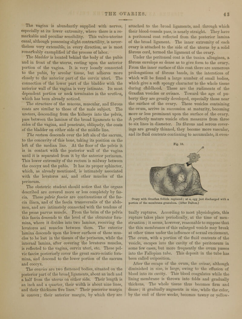 The vagina is abundantly supplied with nerves, especially at its lower extremity, where there is a re- markable and peculiar sensibility. This vulvo-uterine canal, although possessing slight contractility, is never- theless very extensible, in every direction, as is most remarkably exemplified in* the process of labor. The bladder is located behind the body of the pubis and in front of the uterus, resting upon the anterior portion of the vagina. It is very loosely connected to the pubis, by areolar tissue, but adheres more closely to the anterior part of the cervix uteri. The connection of the lower part of the bladder with the anterior wall of the vagina is very intimate. Its most dependent portion or neck terminates in the urethra, which has been already noticed. The structure of the mucous, muscular, and fibrous coats are similar to those of the male subject. The ureters, descending from the kidneys into the pelvis, pass between the laminae of the broad ligaments to the sides of the vagina, and penetrate, obliquely, the coats of the bladder on either side of the middle line. The rectum descends over the left ala of the sacrum, to the concavity of this bone, taking its position on the left of the median line. At the floor of the pelvis it is in contact with the posterior wall of the vagina until it is separated from it by the anterior perineum. This lower extremity of the rectum is midway between the coccyx and the pubis. It has its proper sphincter, which, as already mentioned, is intimately associated with the levatores ani, and other muscles of the perineum. The obstetric student should notice that the organs described are covered more or less completely by fas- These pelvic fascice are continuations of the fas- cia cia iliaca, and of the fascia transversalis of the abdo- men, and are intimately connected with the tendons of the psoas parvus muscle. From the brim of the pelvis this fascia descends to the level of the obturator fora- mina, where it divides into two laminae, receiving the levatores ani muscles between them. The exterior lamina descends upon the lower surfaces of these mus- cles to be lost in the tissues of the perineum, while the internal lamina, after covering the levatores muscles, is reflected to the vagina, cervix uteri, etc. These pel- vic fasciae posteriorly cover the great sacro-sciatic fora- mina, and descend to the lower portion of the sacrum and coccyx. The ovaries are two flattened bodies, situated on the posterior part of the broad ligaments, about an inch and a half from the uterus on either side. Their length is an inch and a quarter, their width is about nine lines, and their thickness five lines. Their posterior margin is convex; their anterior margin, by which they are attached to the broad ligaments, and through which their blood-vessels pass, is nearly straight. They have a peritoneal coat reflected from the posterior lamina of the broad ligament. The inner extremity of each ovary is attached to the side of the uterus by a solid fibrous cord, termed the ligament of the ovary. Under the peritoneal coat is the tunica albuginea, a fibrous envelope so dense as to give form to the ovary. From the inner surface of this coat there are numerous prolongations of fibrous bands, in the interstices of which will be found a large number of small bodies, which give a soft spongy character to the whole tissue during childhood. These are the rudiments of the Graafian vesicles or ovisacs. Toward the age of pu- berty they are greatly developed, especially those near the surface of the ovary. These vesicles containing the ovum, arrive in succession at maturity, becoming more or less prominent upon the surface of the ovary. A perfectly mature vesicle often measures from three to six lines in diameter. Its fibrous and serous cover- ings are greatly thinned, they become more vascular, and its fluid contents continuing to accumulate, it even- Fig. 10. Ovary with Graafian follicle ruptured; at a, egg just discharged with a portion of the membrana granulosa. (After Dalton.) tually ruptures. According to most physiologists, this rupture takes place periodically, at the time of men- struation ; it seems, however, reasonable to suppose that the thin membranes of this enlarged vesicle may break at other times under the influence of sexual excitement. The ovum, with a portion of the fluid contents of the vesicle, escapes into the cavity of the peritoneum in some few cases, but more frequently the ovum passes into the Fallopian tube. This deposit in the tube has been called oviposition. After the escape of the ovum, the ovisac, although diminished in size, is large, owing to the effusion of blood into its cavity. This blood coagulates while the lining membrane is thrown into folds and gradually thickens. The whole tissue thus becomes firm and dense; it gradually augments in size, while the color, by the end of three weeks, becomes tawny or yellow-