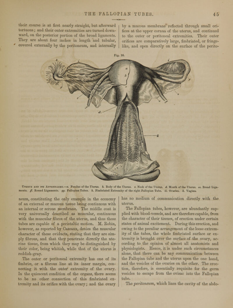 their course is at first nearly straight, but afterward tortuous; and their outer extremities are turned down- ward, on the posterior portion of the broad ligaments. They are about four inches in length and tubular, covered externally by the peritoneum, and internally by a mucous membrane reflected through small ori- fices at the upper cornua of the uterus, and continued to the outer or peritoneal extremities. Their outer orifices are comparatively large, fimbriated, or fringe- like, and open directly on the surface of the perito- Fig. 16. Uterus and its Appendages.—a. Fundus of the Uterus, b. Body of the Uterus, c. Neck of the Uterus, d. Mouth of the Uterus, ee. Broad Liga- ments, ff. Round Ligaments, gg. Fallopian Tubes, h. Fimbriated Extremity of the right Fallopian Tube. it. Ovaries, k. Vagina. neum, constituting the only example in the economy of an external or mucous tissue being continuous with an internal or serous membrane. The middle coat is very universally described as muscular, continuous with the muscular fibres of the uterus, and thus these tubes are capable of a peristaltic motion. M. Robin, however, as reported by Cazeaux, denies the muscular character of these oviducts, stating that they are sim- ply fibrous, and that they penetrate directly the ute- rine tissue, from which they may be distinguished by their color, being whitish, while that of the uterus is reddish-gray. The outer or peritoneal extremity has one of its fimbriee, or a fibrous line at its inner margin, con- necting it with the outer extremity of the ovary. In the quiescent condition of the organs, there seems to be no other connection of this fimbriated ex- tremity and its orifice with the ovary; and the ovary has no medium of communication directly with the uterus. The Fallopian tubes, however, are abundantly sup- plied with blood-vessels, and are therefore capable, from the character of their tissues, of erection under certain states of animal excitement. During this erection, and owing to the peculiar arrangement of the loose extrem- ity of the tubes, the whole fimbriated surface or ex- tremity is brought over the surface of the ovary, ac- cording to the opinion of almost all anatomists and physiologists. Hence, it is under such circumstances alone, that there can be any communication between the Fallopian tube and the uterus upon the one hand, and the vesicles of the ovaries on the other. The erec- tion, therefore, is essentially requisite for the germ vesicles to escape from the ovisac into the Fallopian tube. The peritoneum, which lines the cavity of the abdo-