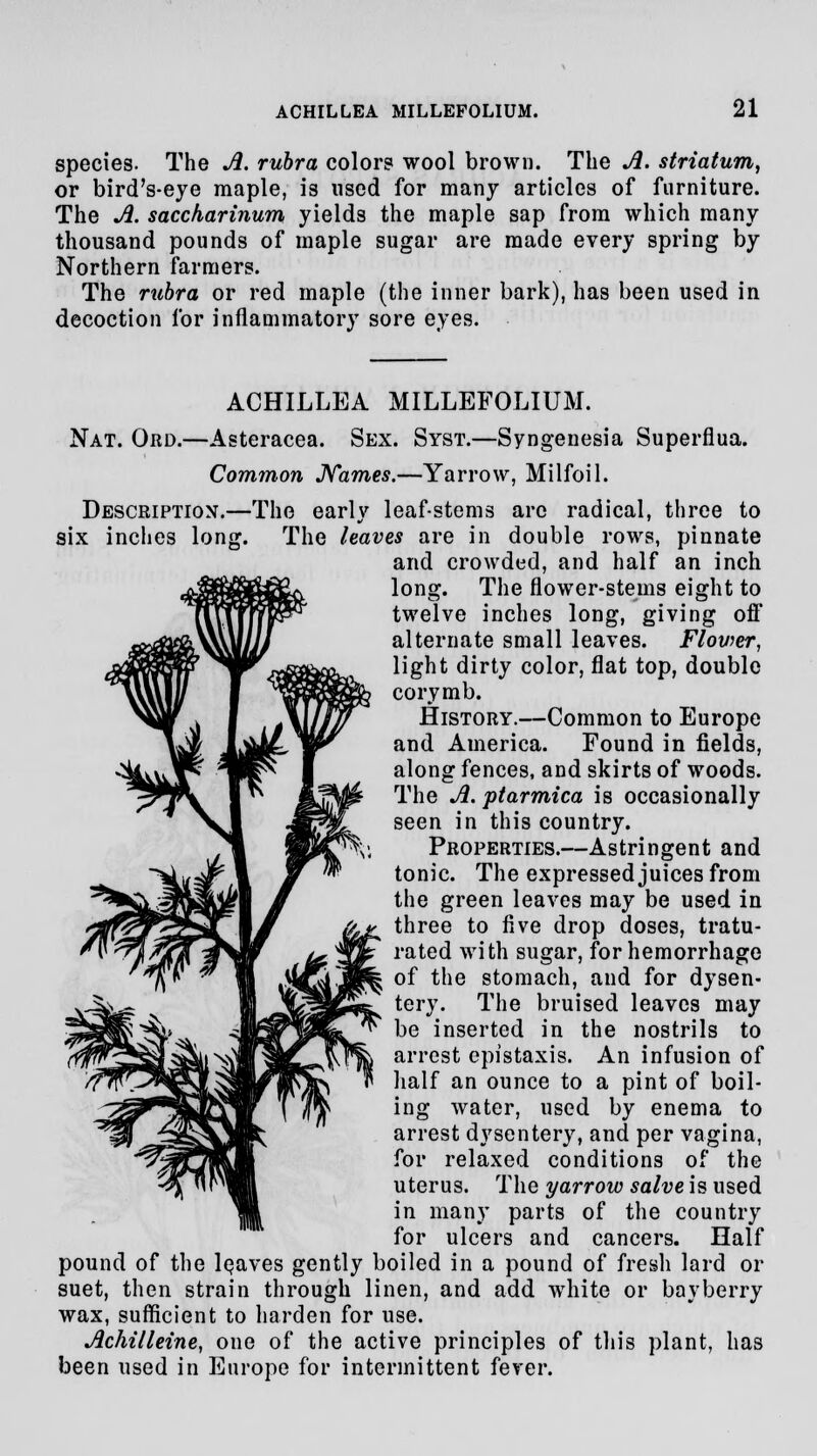 species. The A. rubra colors wool brown. The A. striatum, or bird's-eye maple, is used for many articles of furniture. The A. saccharinum yields the maple sap from which many thousand pounds of maple sugar are made every spring by Northern farmers. The rubra or red maple (the inner bark), has been used in decoction for inflammatory sore eyes. ACHILLEA MILLEFOLIUM. Nat. Ord.—Asteracea. Sex. Syst.—Syngenesia Superflua. Common Names.—Yarrow, Milfoil. Description.—The early leaf-stems arc radical, three to six inches long. The leaves are in double rows, pinnate and crowded, and half an inch long. The flower-stems eight to twelve inches long, giving off alternate small leaves. Flower, light dirty color, flat top, double corymb. History.—Common to Europe and America. Found in fields, along fences, and skirts of woods. The A. ptarmica is occasionally seen in this country. Properties.—Astringent and tonic. The expressed juices from the green leaves may be used in three to five drop doses, tratu- rated with sugar, for hemorrhage of the stomach, and for dysen- tery. The bruised leaves may be inserted in the nostrils to arrest epistaxis. An infusion of half an ounce to a pint of boil- ing water, used by enema to arrest dysentery, and per vagina, for relaxed conditions of the uterus. The yarrow salve is used in many parts of the country for ulcers and cancers. Half pound of the leaves gently boiled in a pound of fresh lard or suet, then strain through linen, and add white or bay berry wax, sufficient to harden for use. Achilleine, one of the active principles of this plant, has been used in Europe for intermittent fever.
