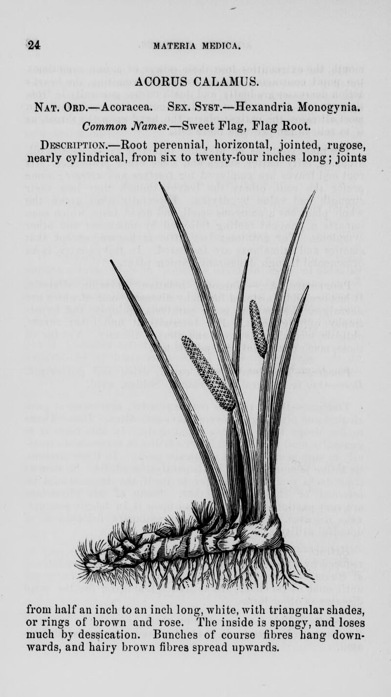 ACORUS CALAMUS. Nat. Ord.—Acoracea. Sex. Syst.—Hexandria Monogynia. Common Names.—Sweet Flag, Flag Root. Description.—Root perennial, horizontal, jointed, rugose, nearly cylindrical, from six to twenty-four inches long; joints from half an inch to an inch long, white, with triangular shades, or rings of brown and rose. The inside is spongy, and loses much by dessication. Bunches of course fibres hang down- wards, and hairy brown fibres spread upwards.