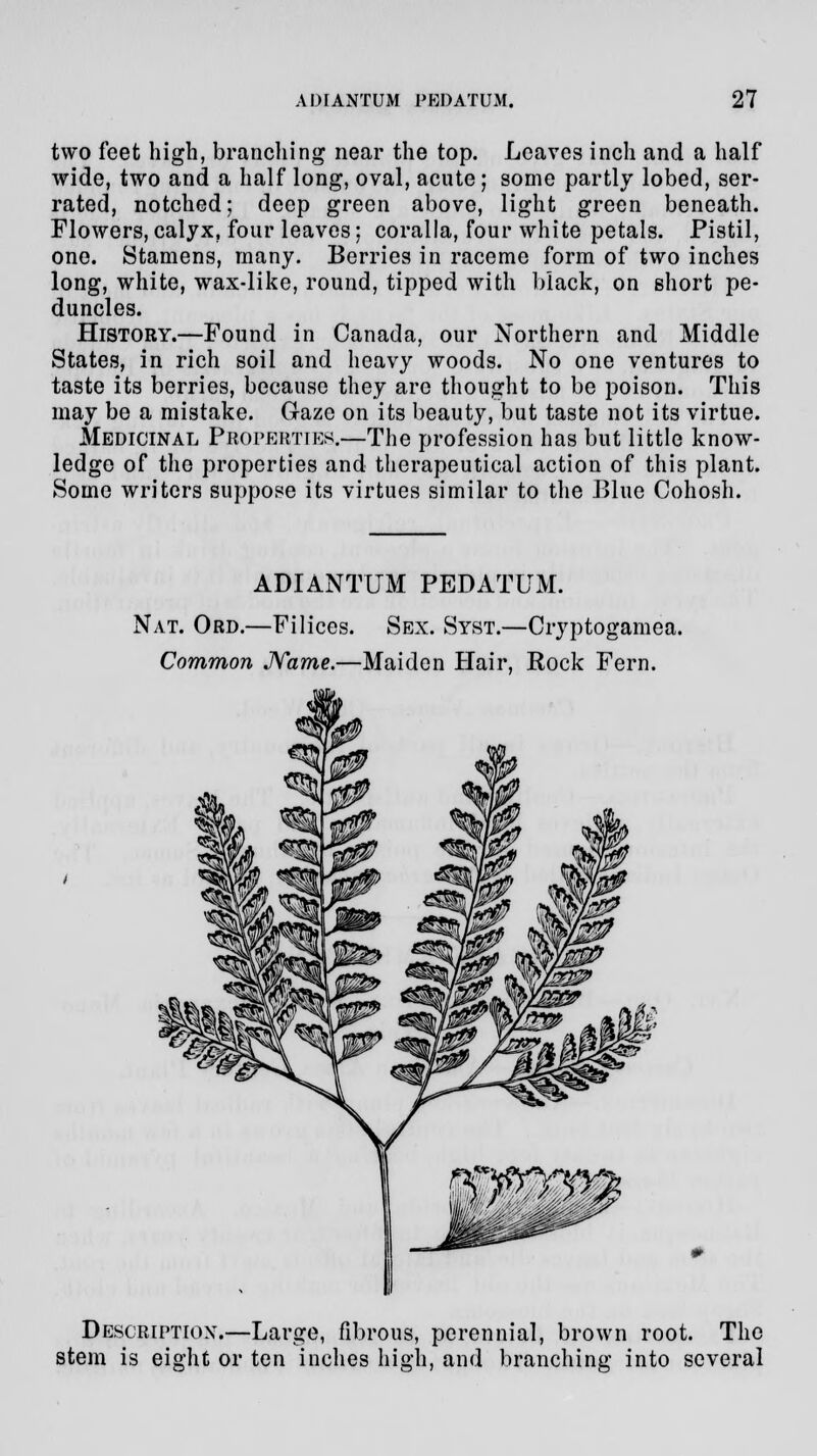 two feet high, branching near the top. Leaves inch and a half wide, two and a half long, oval, acute; some partly lobed, ser- rated, notched; deep green above, light green beneath. Flowers, calyx, four leaves: coralla, four white petals. Pistil, one. Stamens, many. Berries in raceme form of two inches long, white, wax-like, round, tipped with black, on short pe- duncles. History.—Found in Canada, our Northern and Middle States, in rich soil and heavy woods. No one ventures to taste its berries, because they are thought to be poison. This may be a mistake. Gaze on its beauty, but taste not its virtue. Medicinal Properties.—The profession has but little know- ledge of the properties and therapeutical action of this plant. Some writers suppose its virtues similar to the Blue Cohosh. ADIANTUM PBDATUM. Nat. Ord.—Filices. Sex. Syst.—Cryptogamea. Common Name.—Maiden Hair, Rock Fern. Description.—Large, fibrous, perennial, brown root. The stem is eight or ten inches high, and branching into several