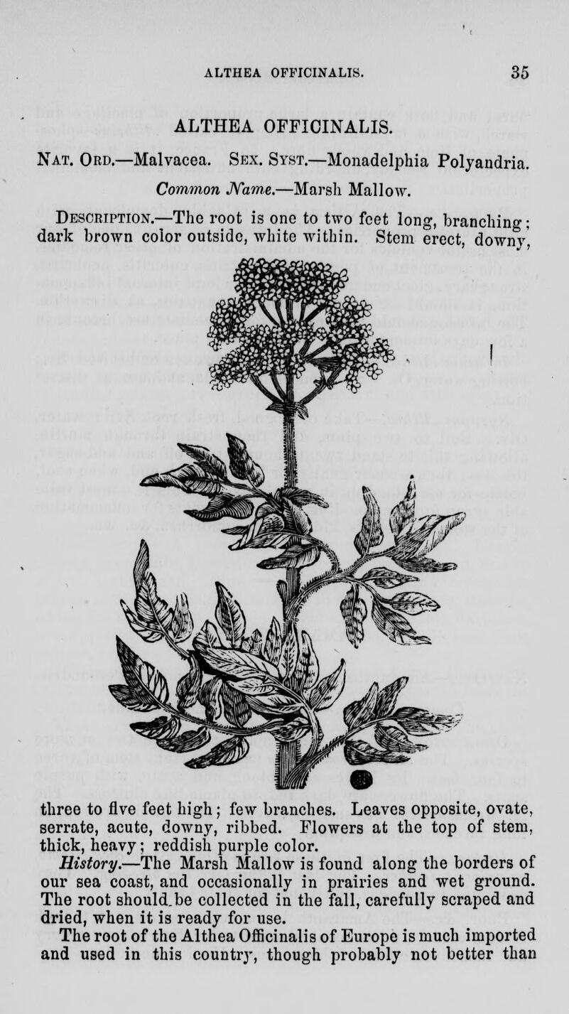 ALTHEA OFFICINALIS. Nat. Ord.—Malvacea. Sex. Syst.—Monadelphia Polyandria. Common Nams.—Marsh Mallow. Description.—The root is one to two feet long, branching; dark brown coior outside, white within. Stem erect, downy', three to five feet high; few branches. Leaves opposite, ovate, serrate, acute, downy, ribbed. Flowers at the top of stem, thick, heavy; reddish purple color. History.—The Marsh Mallow is found along the borders of our sea coast, and occasionally in prairies and wet ground. The root should.be collected in the fall, carefully scraped and dried, when it is ready for use. The root of the Althea Officinalis of Europe is much imported and used in this country, though probably not better than