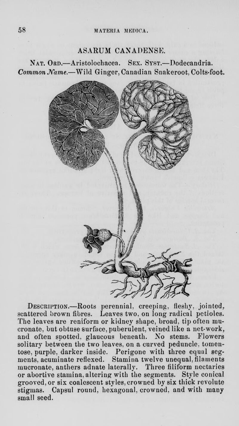 ASARUM CANADBNSE. Nat. Ord.—Aristolochacea. Sex. Syst.—Dodecandria. Common Name.—Wild Ginger, Canadian Snakeroot, Colts-foot. Description.—Roots perennial, creeping, fleshy. jointedy scattered brown fibres. Leaves two, on long radical petioles. The leaves are renilbrra or kidney shape, broad, tip often mu- cronate, but obtuse surface, puberulent, veined like a net-work, and often spotted, glaucous beneath. No stems. Flowers solitary between the two leaves, on a curved peduncle, tomen- tose, purple, darker inside. Perigone with three equal seg- ments, acuminate reflexed. Stamina twelve unequal, filaments mucronate, anthers adnate laterally. Three filiform nectaries or abortive stamina, altering with the segments. Style conical grooved, or six coalescent styles, crowned by six thick revolute stigmas. Capsul round, hexagonal, crowned, and with many small seed.