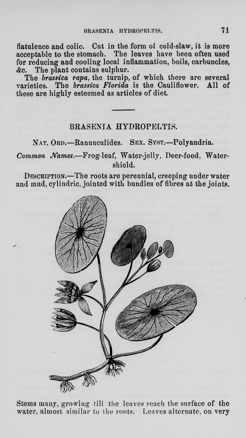 flatulence and colic. Cut in the form of cold-slaw, it is more acceptable to the stomach. The leaves have been often used for reducing and cooling local inflammation, boils, carbuncles, &c. The plant contains sulphur. The brassica rapa, the turnip, of which there are several varieties. The brassica Florida is the Cauliflower. All of these are highly esteemed as articles of diet. BRASENJA HYDBOPELTIS. Nat. Ord.—Ranunculides. Sex. Syst.—Polyandria. Common Names.—Prog-leaf, Water-jelly, Deer-food, Water- shield. Description.—The roots are perennial, creeping under water and mud, cylindric, jointed with bundles of fibres at the joints. Stems many, growing- fill the leaves roach the surface of the water, almost similar tu (he roots. Leaves alternate, on very