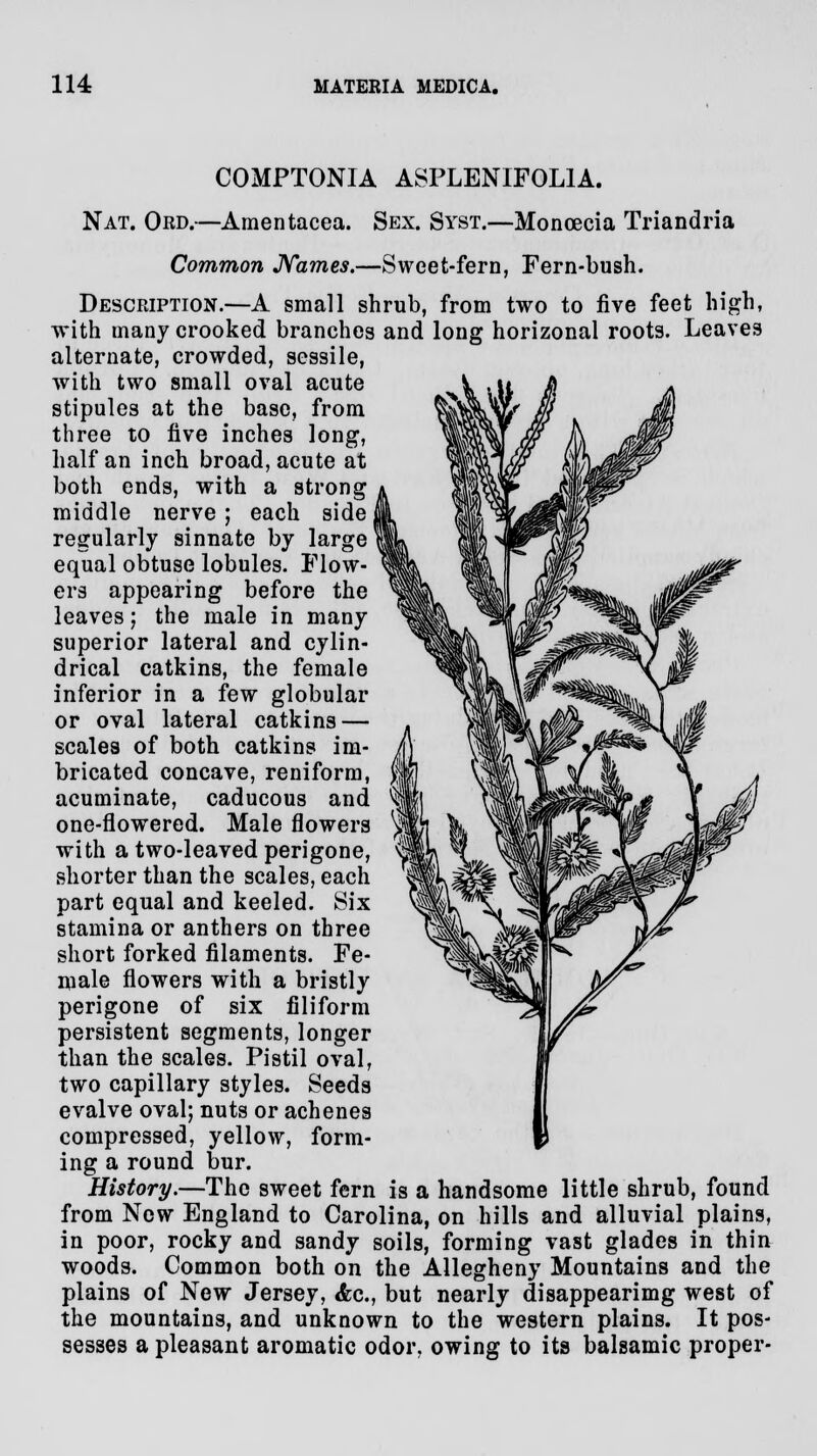 COMPTONIA ASPLENIFOL1A. Nat. Ord.—Amentacea. Sex. Syst.—Monoecia Triandria Common Names.—Sweet-fern, Fern-bush. Description.—A small shrub, from two to live feet high, with many crooked branches and long horizonal roots. Leaves alternate, crowded, sessile, with two small oval acute stipules at the base, from three to five inches long, half an inch broad, acute at both ends, with a strong middle nerve ; each side regularly sinnate by large equal obtuse lobules. Flow- ers appearing before the leaves; the male in many superior lateral and cylin- drical catkins, the female inferior in a few globular or oval lateral catkins — scales of both catkins im- bricated concave, reniform, acuminate, caducous and one-flowered. Male flowers with a two-leaved perigone, shorter than the scales, each part equal and keeled. Six stamina or anthers on three short forked filaments. Fe- male flowers with a bristly perigone of six filiform persistent segments, longer than the scales. Pistil oval, two capillary styles. Seeds evalve oval; nuts or achenes compressed, yellow, form- ing a round bur. History.—The sweet fern is a handsome little shrub, found from Now England to Carolina, on hills and alluvial plains, in poor, rocky and sandy soils, forming vast glades in thin woods. Common both on the Allegheny Mountains and the plains of New Jersey, <fec, but nearly disappearing west of the mountains, and unknown to the western plains. It pos- sesses a pleasant aromatic odor, owing to its balsamic proper-