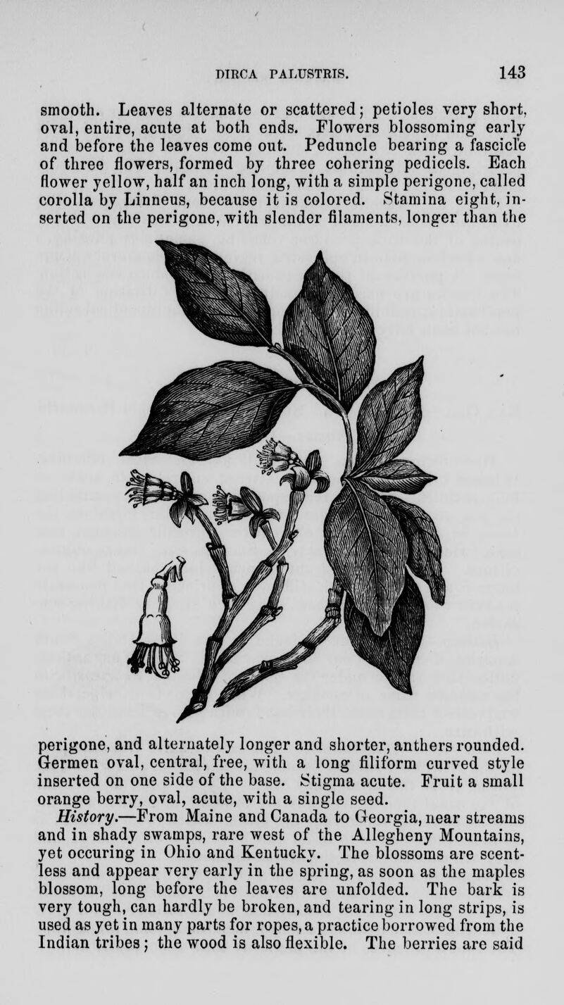 smooth. Leaves alternate or scattered; petioles very short, oval, entire, acute at both ends. Flowers blossoming early and before the leaves come out. Peduncle bearing a fascicle of three flowers, formed by three cohering pedicels. Each flower yellow, half an inch long, with a simple perigone, called corolla by Linneus, because it is colored. Stamina eight, in- serted on the perigone, with slender filaments, longer than the perigone, and alternately longer and shorter, anthers rounded. Germen oval, central, free, with a long filiform curved style inserted on one side of the base. Stigma acute. Fruit a small orange berry, oval, acute, with a single seed. History.—From Maine and Canada to Georgia, near streams and in shady swamps, rare west of the Allegheny Mountains, yet occuring in Ohio and Kentucky. The blossoms are scent- less and appear very early in the spring, as soon as the maples blossom, long before the leaves are unfolded. The bark is very tough, can hardly be broken, and tearing in long strips, is used as yet in many parts for ropes, a practice borrowed from the Indian tribes; the wood is also flexible. The berries are said