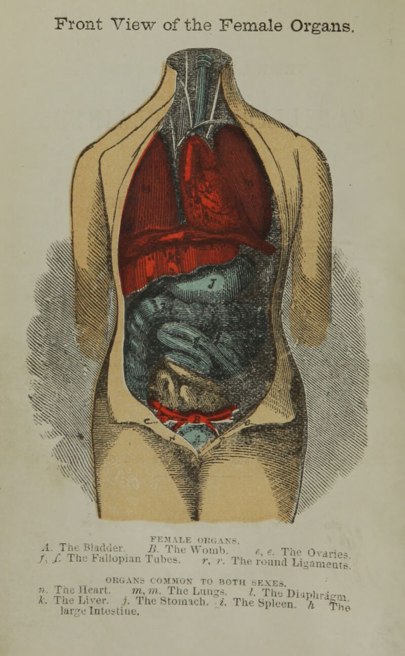 Front View of the Female Organs. The Ovarii. r. r. I I, ■ >». m. The Ltiugs, /. ThuDi f. The Stomach, i. The Spleen, Y $h« larce Intestine. IU