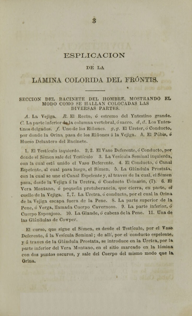 ESPLICACION DE LA LAMINA COLOKIDA DEL FKÓNTIS. SKCCION DEL BACINETE DEL HOMBRE, MOSTRANDO EL MODO COMO SE HALLAN COLOCADAS LAS DIVERSAS PARTES. A. La Vejiga. B. El Recto, ó estremo del Yntestino grande. C. La parte inferior d*Ja columna vertebral, ó sacro. d,d. Los Yntes- tinos delgados. /. Uno de los Ríñones, g, g. El Uréter, ó Conducto, por donde la Orina pasa de los Ríñones á la Vejiga, h. El Púbia, á Hueso Delantero del Bacinete. 1. El Testículo izquierdo. 2,2. El Vaso Deferente, ó Conducto, por donde el Semen sale del Testículo 3. La Vesícula Seminal Izquierda, con la cual está unido el Vaso Deferente. 4. El Conducto, ó Canal Éspelente, al cual pasa luego, el Semen. 5. La Glándula Próstata, con la cual se une el Canal Éspelente y, al través de la cual, el Semen Míe la Vejiga á la Uretra, ó Conducto urinario, (7). 6. El Vera Montano, ó pequeña protuberancia, que cierra, en parte, el cuello de la Vejiga. 7, 7. La Uretra, 6 conducto, por el cual la Orina de la Vejiga escapa fuera de la Pene. 8. La parte superior de la Pene, ó Verga, llamada Cuerpo Cavernoso. 9. La parte inferior, ó Cuerpo Esponjoso. 10. La Glande, d cabeza de la Pene. 11. Una de las Glándulas de Cowper. El curso, que signe el Semen, es desde el Testículo, por el Vaso Deferente, á la Vesícula Seminal; de allí, por el conducto éspelente, y á través de la Glándula Próstata, se introduce en la Uretra, por la parte inferior del Vera Montano, en el sitio marcado en la lámina con dos puntos oscuros, y sale del Cuerpo del mismo modo que la Orina.