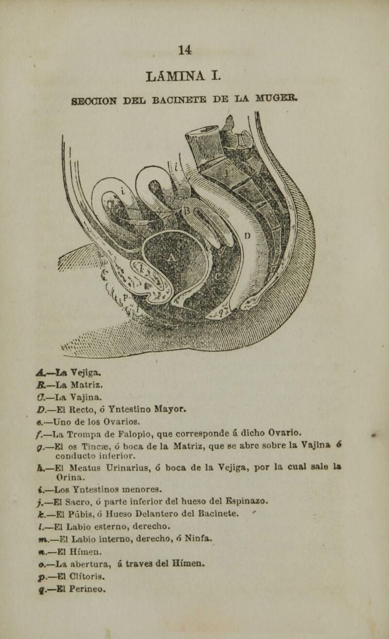 LAMINA I. SECCIÓN DEL BACINETE DE LA MTJOEB. fí. a.- D. «.- f- Q-- Vejiga. -La Matriz. -La Vajina. -El Recto, ó Yntestino Mayor. ■Uno de los Ovarios. La Trompa de Falopio, que corresponde á dicho Ovario. -El os Tincac, ó boca de la Matriz, que se abre sobre la Vajina 4 conducto inferior. El Meatus Urinarius, ó boca de la Vejiga, por la cual sala 1» Orina. -Los Yntestinos menores. -El Sacro, ó parte inferior del hueso del Espinazo. —El Pubis, ó Hueso Delantero del Bacinete. -El Labio esterno, derecho. —El Labio interno, derecho, ó Ninfa. —El Hfmen. —La abertura, á través del Hímen. —El Clítoris. —El Perineo.