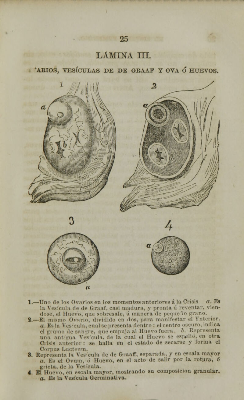 LAMINA ni. 'ABIOS, VESÍCULAS DE DE GRAAF Y OVA <5 HUEVOS. 1 1,—Uno de los Ovarios en los momentos anteriores á la Crisis n. Eg la Vesícula de de Gra:if, casi madura, y pronta á reventar, vién- dose, 11 Huevo, que sobresale, á manera de peque io grano. 8.—Kl misino Ovario, dividido en dos, para manifestar el Ynterior. ¡i. Es la Ves -t.-iii.-i, cual se presenta dentro ¡ el centro oscuro, indica el grumo de sangre, que empuja al lluevo fuera, b. Representa una ant-gua Ves eula, de la cual el Huevo se espelió, en otra Crisis anterior : se halla en el estado de secarse y forma el Corpus Lucteura. 8. Representa la Vescula de de Graaff, separada, y en escala mayor </. Ks el Ovum, d Huevo, en el acto de salir por la rotura, ó grieta, de la Vesícula. 4. El Huevo, en escala mayor, mostrando su composición granular. a. Es la Vesícula Germinativa.