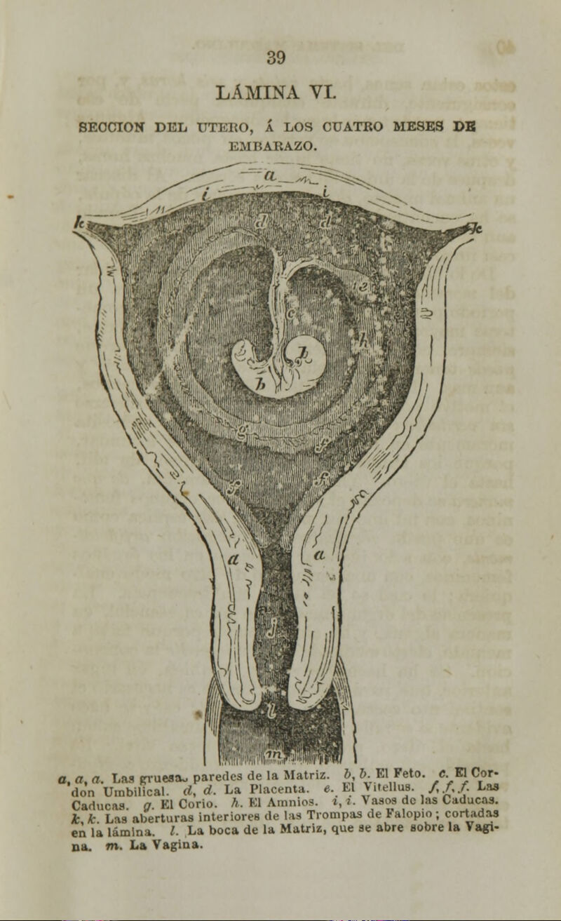 LÁMINA VI. SECCIÓN DEL UTElíO, Á LOS CUATRO MESES DK EMBARAZO. a, a, a. Las pruesa. paredes de la Matriz, b t>. El Peto, c El Cor- don Umbilical, d, d. La Placenta. «.El >>'ellus. //./• L*3 ¡7 El Corio. h. Kl Amnios. ¿, i. Vasos de las Caducas. * k Las aberturas interiores de las Trompas de Falopio; cortadas en la lámina. 1. La boca de la Matriz, que se abre sobre la Vagi- na, m. La Vagina.