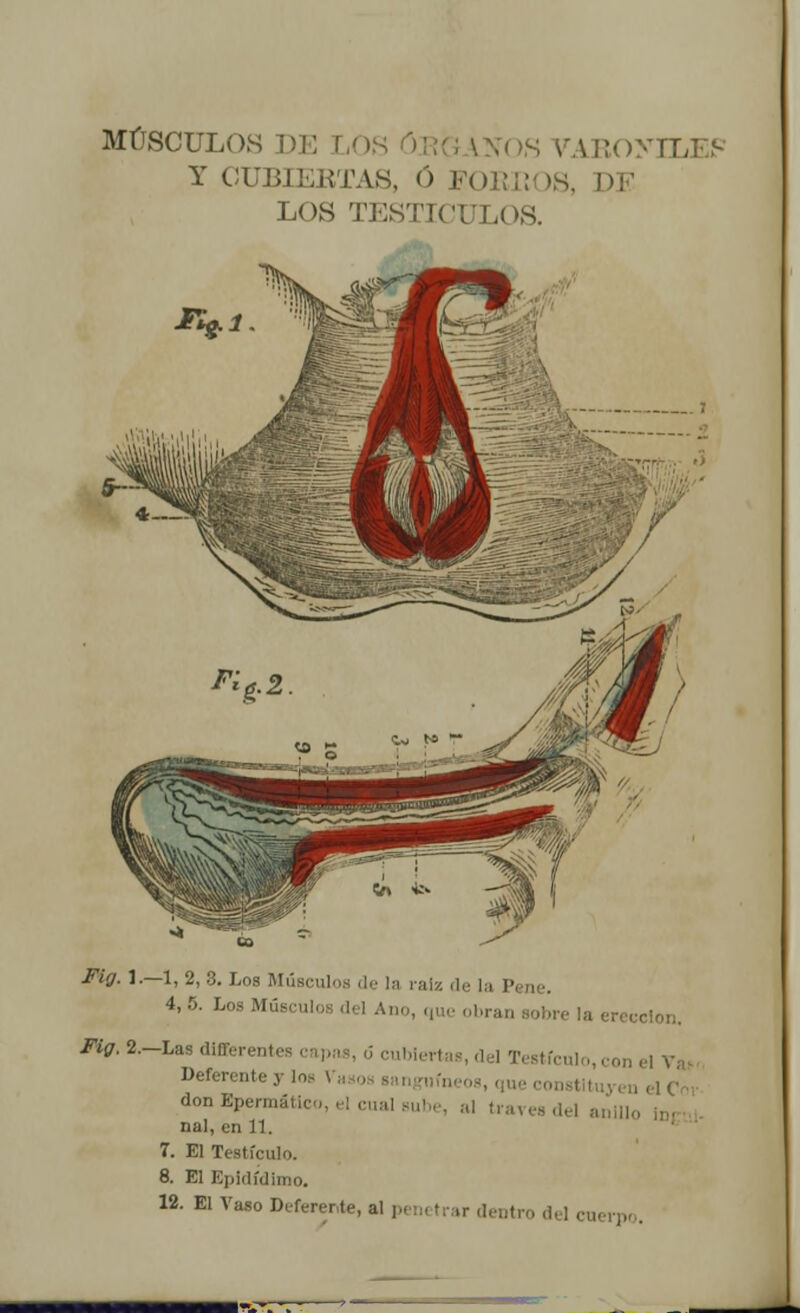 MÚSCULOS DI' l ¡y;I.> Y CUBIERTAS, Ó FORIíOS, LOS TESTÍCULOS. Fuj. 1.—1, 2, 3. Los Músculos de la raíz de la P 4'5- Lo8Ml «o, que obran aobre la erección. Fig, 2.-Las differentes cap ; ¡, del Testículo, co Deferente y lo en el Cor don Bpennático, el cual sube, al través del ai nal, en 11. 7. El Testículo. 8. El Epielídlmo. 12. El Vaso Deferente, al penetrar dentro del cuerpo.