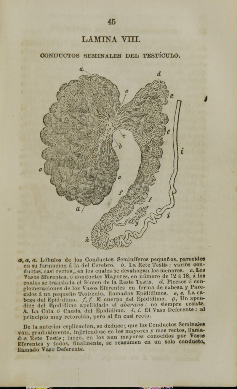 LAMINA VIH. CONDUCTOS SEMINALES DEL TESTÍCULO. a, a, a. Lóbulos de los Conductos Seminíferos pequeños, parecido» en su formación á la del Cerebro, b. 1.a Rete Testis : varios con- ductos, casi rectos,, en los cuales se desahogan los menores. c.Los Vasos Eferentes, ó conductos Mayores, en número de 12 á 18, á los enales se transía la el S men de la Ueste Testis. d. Plecsos o con- glomeraciones de los Vasos Eferentes en forma de cabeza y Pare- cí,], ,H io Testículo, llamados Epidídimos. e, e. Laca- boza del Epididimo. ,'', f. El cuerpo del Epidídlmo. (7, Un apén- dice del Bpidídimo apellidado el aberane: no siempre eceiste. A. I.a Cola o Canda del Epididimo. i, i. El Vaso Deferente: al principio muy retorcido, pero al fin casi recto. De la anterioi eepllcacíon, se deduce; que los Conductos Seminales vari, gradualmente, injiriéndose en los mayores y mas rectos, llaroa- dos líete Testis; luego, en los aun mayores conocidos por Vasos Eferentes y todos, finalmente, se reasumen en un solo conducto, llamado Vaso Deferente.