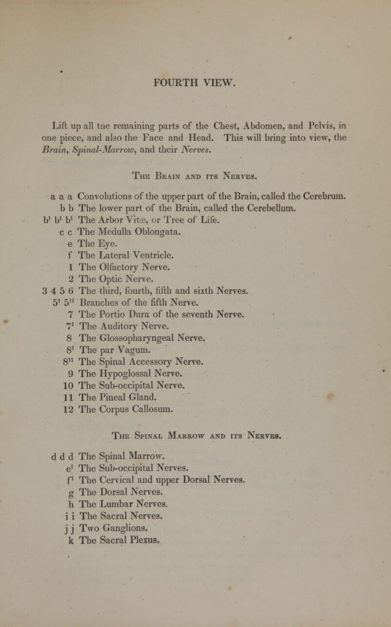 FOURTH VIEW. Lift up all tue remaining parts of the Chest, Abdomen, and Pelvis, in one piece, and also the Face and Head. This will bring into view, the Brain, Spinal-Marrow, and their Nerves. The Brain and its Nerves. a a a Convolutions of the upper part of the Brain, called the Cerebrum, b b The lower part of the Brain, called the Cerebellum. b1 b1 b1 The Arbor Vitse, or Tree of Life. c c The Medulla Oblongata. e The Eye. f The Lateral Ventricle. 1 The Olfactory Nerve. 2 The Optic Nerve. 3 4 5 6 The third, fourth, fifth and sixth Nerves. 51 511 Branches of the fifth Nerve. 7 The Portio Dura of the seventh Nerve. 71 The Auditory Nerve. 8 The Glossopharyngeal Nerve. 81 The par Vagum. 811 The Spinal Accessory Nerve. 9 The Hypoglossal Nerve. 10 The Sub-occipital Nerve. 11 The Pineal Gland. 12 The Corpus Callosum. The Spinal Marrow and its Nerves. d d d The Spinal Marrow. e1 The Sub-occipital Nerves. f1 The Cervical and upper Dorsal Nerves. g The Dorsal Nerves. h The Lumbar Nerves. i i The Sacral Nerves, j j Two Ganglions. k The Sacral Plexus.