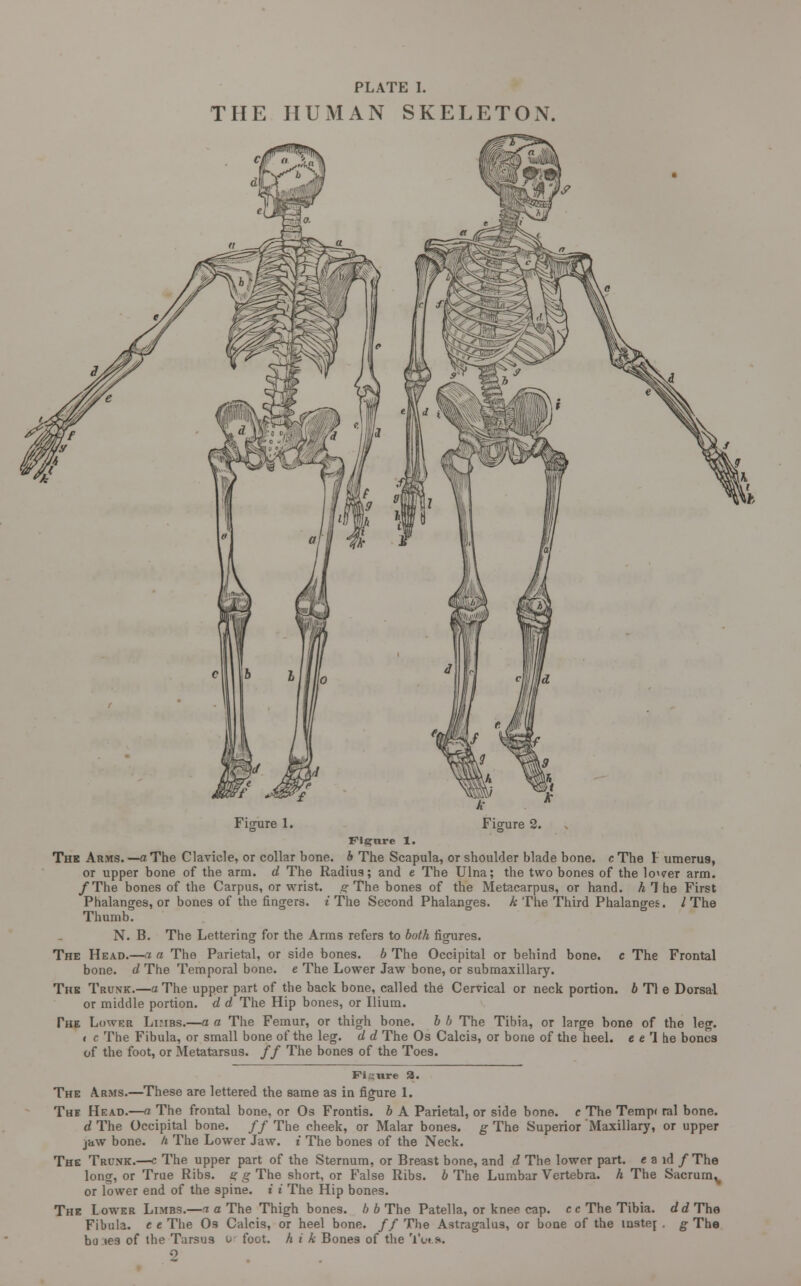 PLATE I. THE HUMAN SKELETON. Figure 1. Figure 2. Figure 1. The Arms, —a The Clavicle, or collar bone, b The Scapula, or shoulder blade bone, c The I- umerus, or upper bone of the arm. d The Radius; and e The Ulna; the two bones of the lower arm. /The bones of the Carpus, or wrist, g The bones of the Metacarpus, or hand, h 1 he First Phalanges, or bones of the fingers, i The Second Phalanges. A The Third Phalanges. /The Thumb. N. B. The Lettering for the Anns refers to both figures. The Head.—a a The Parietal, or side bones, b The Occipital or behind bone, c The Frontal bone, d The Temporal bone, e The Lower Jaw bone, or submaxillary. The Trunk.—a The upper part of the back bone, called the Cervical or neck portion, b Tl e Dorsal or middle portion, d d The Hip bones, or Ilium. The Lower Limbs.—a a The Femur, or thigh bone, b b The Tibia, or large bone of the leg. ( c The Fibula, or small bone of the leg. d d The Os Calcis, or bone of the heel, e e 1 he bones of the foot, or Metatarsus. // The bones of the Toes. Figure 3. The Arms.—These are lettered the same as in figure 1. The Head.—a The frontal bone, or Os Frontis. b A Parietal, or side bone, c The Tempi ral bone. d The Occipital bone. // The cheek, or Malar bones, g The Superior Maxillary, or upper jaw bone, h The Lower Jaw. i The bones of the Neck. The Trunk.—c The upper part of the Sternum, or Breast bone, and d The lower part, e a id / The long, or True Ribs. g g The short, or False Ribs, b The Lumbar Vertebra, h The Sacrum^ or lower end of the spine, i i The Hip bones. The Lower Limbs.—a a The Thigh bones, b b The Patella, or knee cap. cc The Tibia, dd The Fibula, e e The Os Calcis, or heel bone. // The Astragalus, or bone of the luster . g The bu.iea of the Tarsus u foot, h i k Bones of the Tutft. o