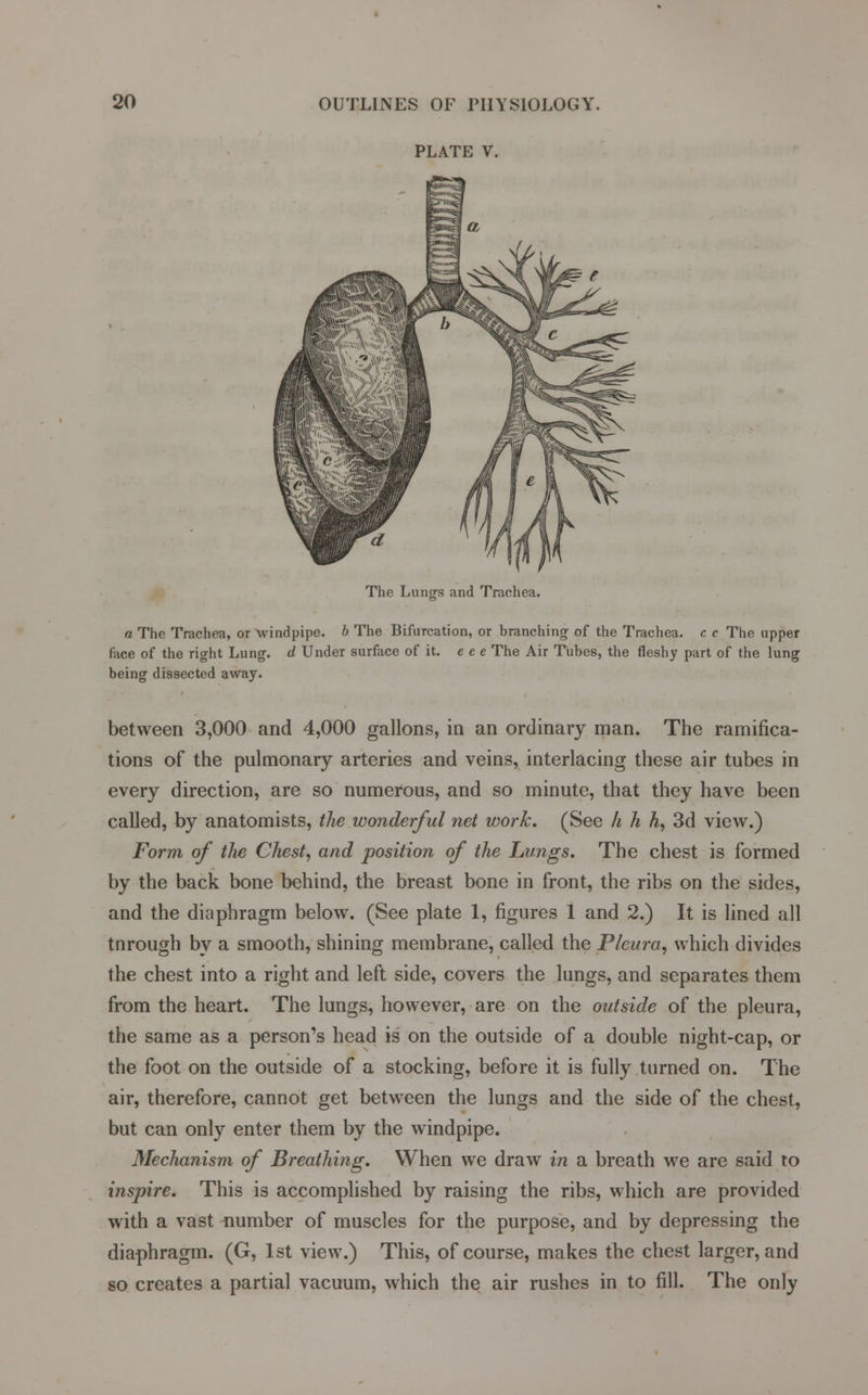 PLATE V. The Lungs and Trachea. a The Trachea, or windpipe, b The Bifurcation, or branching of the Trachea, c c The upper face of the right Lung, d Under surface of it. c e e The Air Tubes, the fleshy part of the lung being dissected away. between 3,000 and 4,000 gallons, in an ordinary man. The ramifica- tions of the pulmonary arteries and veins, interlacing these air tubes in every direction, are so numerous, and so minute, that they have been called, by anatomists, the wonderful net work. (See h h h, 3d view.) Form of the Chest, and position of the Lungs. The chest is formed by the back bone behind, the breast bone in front, the ribs on the sides, and the diaphragm below. (See plate 1, figures 1 and 2.) It is lined all tnrough by a smooth, shining membrane, called the Pleura, which divides the chest into a right and left side, covers the lungs, and separates them from the heart. The lungs, however, are on the outside of the pleura, the same as a person's head is on the outside of a double night-cap, or the foot on the outside of a stocking, before it is fully turned on. The air, therefore, cannot get between the lungs and the side of the chest, but can only enter them by the windpipe. Mechanism of Breathing. When we draw in a breath we are said to inspire. This is accomplished by raising the ribs, which are provided with a vast number of muscles for the purpose, and by depressing the diaphragm. (G, 1st view.) This, of course, makes the chest larger, and so creates a partial vacuum, which the air rushes in to fill. The only