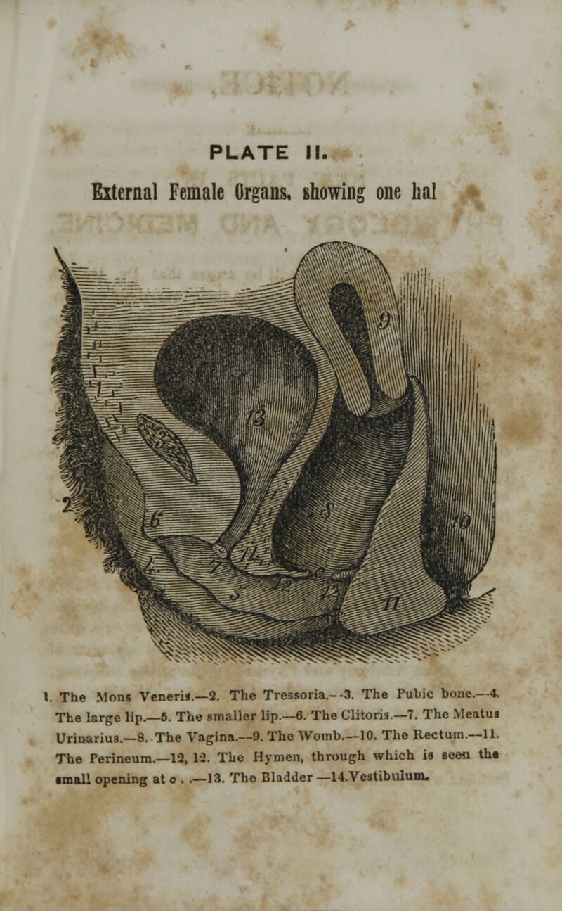 External Female Organs, showing one hal . The Mons Veneris.—2. The Tressoria.--3. The Pubic bone.—4. The large lip.—5. The smaller lip.—6. The Clitoris.—7. The Meatus Urinarius.—9. The Vagina.—9. The Womb.—10. The Rectum.—11. The Perineum.—12, 12. The Hymen, through which is seen th« •mall opening at o . .—13. The Bladder — U.Vestibulum.