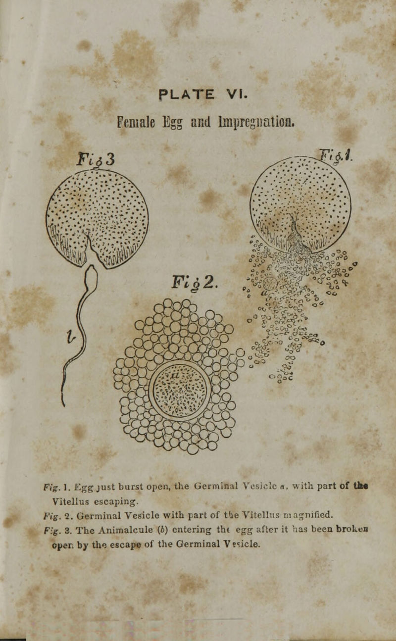 Female Egg and Impregnation. Fid 3 ^-.~r^j§.i. J <cfs' crs« «t •V.^. Fig-. 1. Egg just burst open, the Germinal Vesicle a, with part of tk« Vitellus escaping, /•'t'g. 2. Germinal Vesicle with part of the Vitellus magnified. F:'f. 3. The Animalcule (6) entering th{ egg after it has been broken open by tho escape of the Germinal Vesicle.