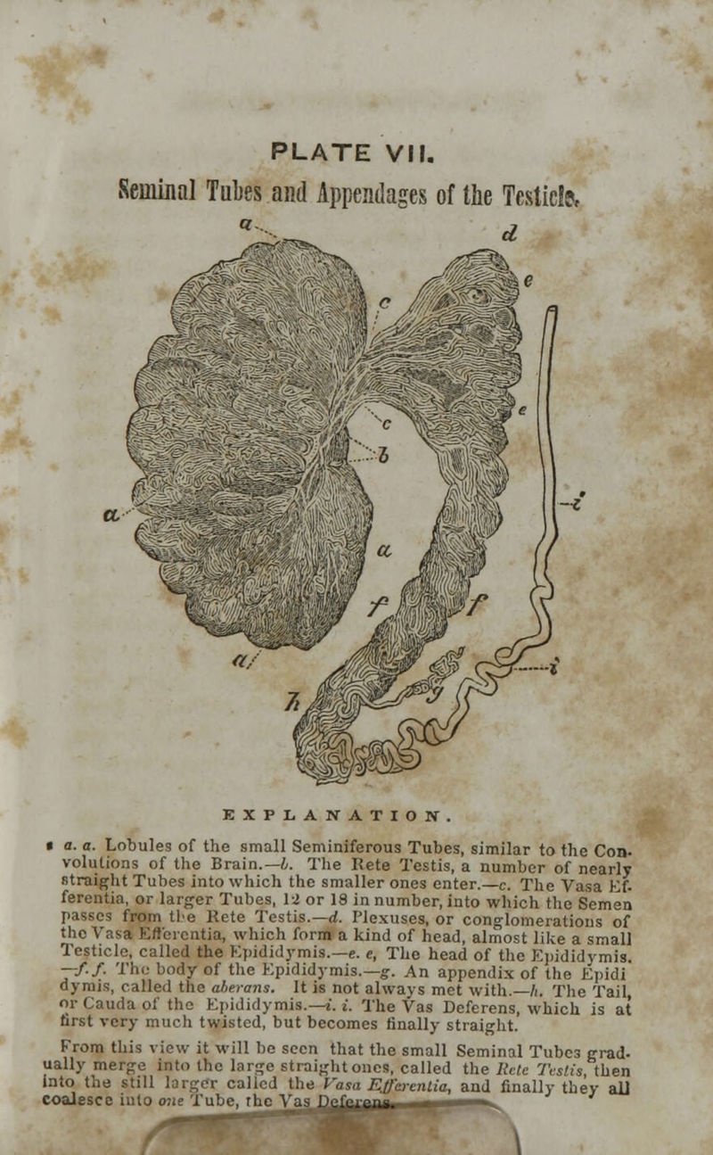 Seminal Tubes and Appendages of the Testic!?, d i EXPLANATION. • a. a. Lobules of the small Seminiferous Tubes, similar to the Con- volutions of the Brain.— b. The Kete Testis, a number of nearly straight Tubes into which the smaller ones enter.—e. The Vasa Ef. ferentia, or larger Tubes, 12 or 18 in number, into which the Semen passes from the Rete Testis.— d. Plexuses, or conglomerations of the Vasa Eflerentia, which form a kind of head, almost like a small Testicle, called the Epididymis.—e. e, The head of the Epididymis. --/./. The body of the Epididymis.—g. An appendix of the Epidi dyrais, called the aherans. It is not always met with.—/.. The Tail, or Cauda of the Epididymis.—i. i. The Vas Deferens, which is at first very much twisted, but becomes finally straight. From this view it will be seen that the small Seminal Tubc3 grad- ually merge into the large straight ones, called the Rete Testis, then into the still larger called the Vasa Ejfaenlia, and finally they all coalesce into <me Tube, rhe Ya° nof.™™—.