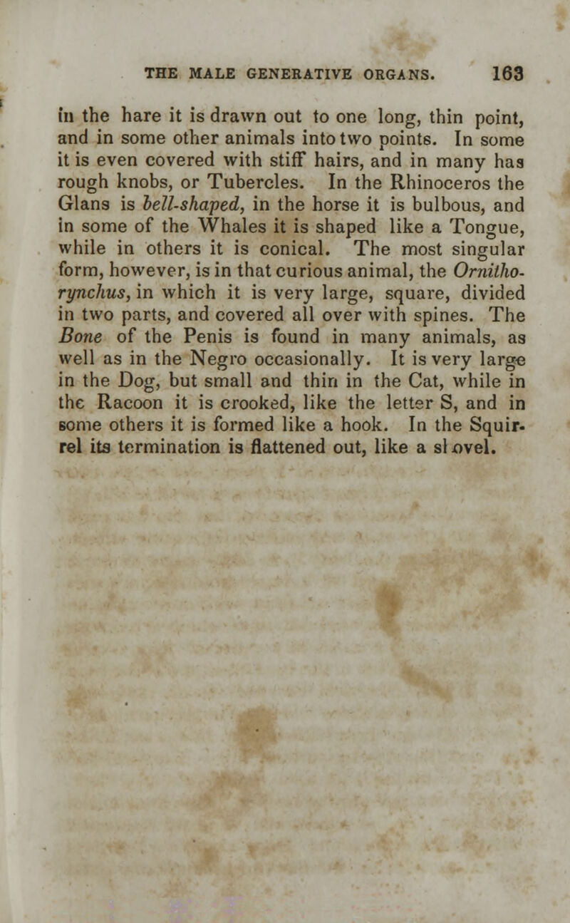 in the hare it is drawn out to one long, thin point, and in some other animals into two points. In some it is even covered with stiff hairs, and in many has rough knobs, or Tubercles. In the Rhinoceros the Glans is bell-shaped, in the horse it is bulbous, and in some of the Whales it is shaped like a Tongue, while in others it is conical. The most singular form, however, is in that curious animal, the Ornitho- rynchus, in which it is very large, square, divided in two parts, and covered all over with spines. The Bone of the Penis is found in many animals, as well as in the Negro occasionally. It is very large in the Dog, but small and thin in the Cat, while in the Racoon it is crooked, like the letter S, and in some others it is formed like a hook. In the Squir- rel its termination is flattened out, like a si ovel.