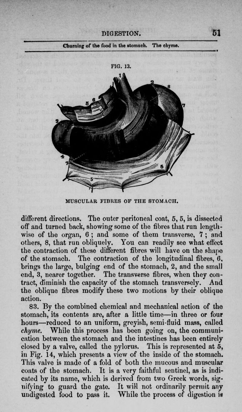 Churning of the food in the stomach. The chyme. MUSCULAR FIBRES OF THE STOMACH. different directions. The outer peritoneal coat, 5, 5, is dissected off and turned back, showing some of the fibres that run length- wise of the organ, 6 ; and some of them transverse, 7 ; and others, 8, that run obliquely. You can readily see what effect the contraction of these different fibres will have on the shape of the stomach. The contraction of the longitudinal fibres, 6, brings the large, bulging end of the stomach, 2, and the small end, 3, nearer together. The transverse fibres, when they con- tract, diminish the capacity of the stomach transversely. And the oblique fibres modify these two motions by their oblique action. 83. By the combined chemical and mechanical action of the stomach, its contents are, after a little time—in three or four hours—reduced to an uniform, greyish, semi-fluid mass, called chyme. While this process has been going on, the communi- cation between the stomach and the intestines has been entirely closed by a valve, called the pylorus. This is represented at 5, in Fig. 14, which presents a view of the inside of the stomach. This valve is made of a fold of both the mucous and muscular coats of the stomach. It is a very faithful sentinel, as is indi- cated by its name, which is derived from two Greek words, sig- nifying to guard the gate. It will not ordinarily permit any undigested food to pass it. While the process of digestion is