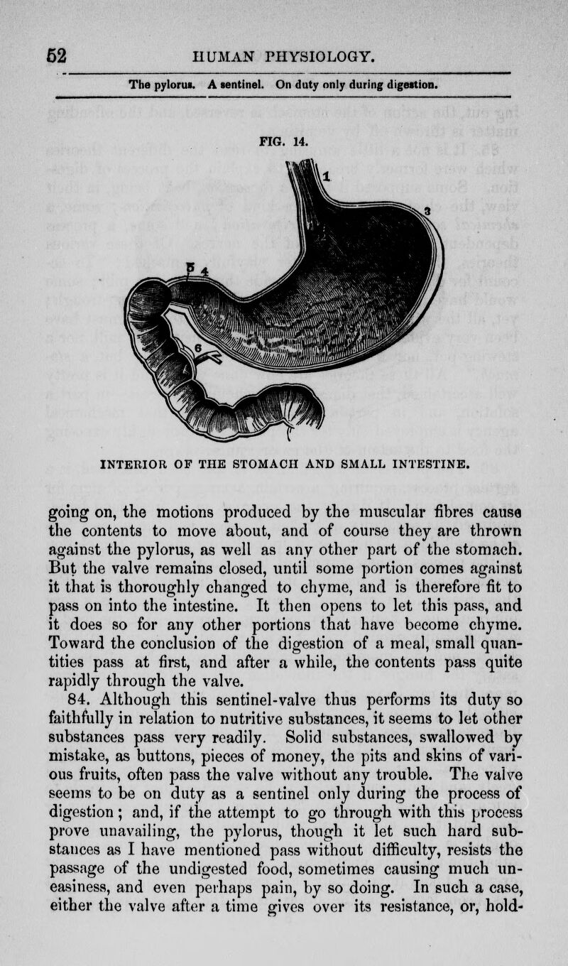 The pylorus. A sentinel. On duty only during digestion. FIG. 14. INTERIOR OF THE STOMACH AND SMALL INTESTINE. going on, the motions produced by the muscular fibres causa the contents to move about, and of course they are thrown against the pylorus, as well as any other part of the stomach. But the valve remains closed, until some portion comes against it that is thoroughly changed to chyme, and is therefore fit to pass on into the intestine. It then opens to let this pass, and it does so for any other portions that have become chyme. Toward the conclusion of the digestion of a meal, small quan- tities pass at first, and after a while, the contents pass quite rapidly through the valve. 84. Although this sentinel-valve thus performs its duty so faithfully in relation to nutritive substances, it seems to let other substances pass very readily. Solid substances, swallowed by mistake, as buttons, pieces of money, the pits and skins of vari- ous fruits, often pass the valve without any trouble. The valve seems to be on duty as a sentinel only during the process of digestion; and, if the attempt to go through with this process prove unavailing, the pylorus, though it let such hard sub- stances as I have mentioned pass without difficulty, resists the passage of the undigested food, sometimes causing much un- easiness, and even perhaps pain, by so doing. In such a case, either the valve after a time gives over its resistance, or, hold-