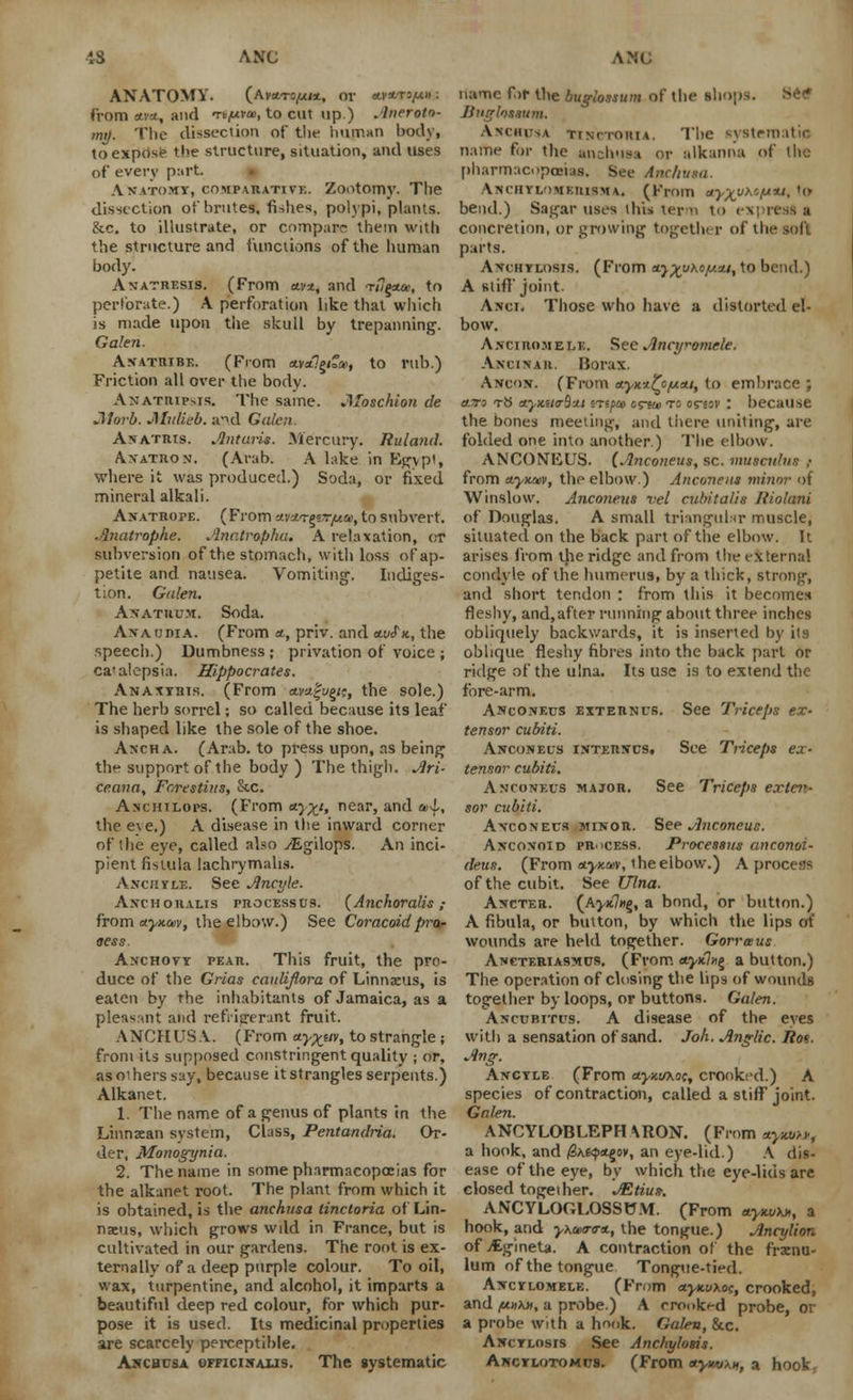 13 ANC ANC ANATOMY. (Avaro^i*. or mnmpufs from sua, and TtfAvw, to cut up.) Aneroto- mtj. The dissection of the human body, to expose the structure, situation, and uses of every p:<rt. Anatomy, comparative. Zootomy. The dissection of brutes, fishes, polypi, plants. &c. to illustrate, or compare them with the structure and functions of the human body. Anatresis. (From ava, and T/7ga&>, to perforate.) A perforation like that which is made upon the skull by trepanning. Galen. Anatribe. (From ava7g<»a>, to rub.) Friction all over the body. Anatripnis. The same. JMoschion de Morb. jMvlieb. and Galen Anatris. Antaris. Mercury. liuland. A.XATHON. (Arab. A lake in Egypt, where it was produced.) Soda, or fixed mineral alkali. Anatrope. (From avai-gs^®, to subvert. -Inatrophe. Anatropha. A relaxation, or subversion of the stomach, with loss of ap- petite and nausea. Vomiting1. Indiges- tion. Galen. Anatuum. Soda. Ana ijdia. (From a, priv. and at/<f *, the speed).) Dumbness; privation of voice ; ca'alepsia. Hippocrates. An ax this. (From ava|ug/?, the sole.) The herb sorrel; so called because its leaf is shaped like the sole of the shoe. Ancha. (Arab, to press upon, as being th support of the body ) The thigh. Ari- ce.ana. Foresting, &c. AscmLors. (From *yx'> near, and »>{., the eye.) A disease in the inward corner of the eye, called also yEgilops. An inci- pient fistula lachrymahs. Anchyle. See Ancyle. Anchoralis piiocessus. {Anchoralis; from aynasv, the elbow.) See Coracoidpro- vess. Anchovy pear. This fruit, the pro- duce of the Grias cauUflora of Linnaeus, is eaten by the inhabitants of Jamaica, as a pleasant and refViirerunt fruit. ANCHUSA. (From ctyxuv>to strangle; from its supposed constringent quality ; or, as 01 hers say, because it strangles serpents.) Alkanet. 1. The name of a genus of plants in the Linnaean system, Class, Pentandria. Or- der, Monogynia. 2. The name in some pharmacopeias for the alkanet root. The plant from which it is obtained, is the anchusa tinctoria of Lin- naeus, which grows wild in France, but is cultivated in our gardens. The root is ex- ternally of a deep purple colour. To oil, wax, turpentine, and alcohol, it imparts a beautiful deep red colour, for which pur- pose it is used. Its medicinal properties are scarcely perceptible. AscHtisA officinalis. The systematic name for the buglossum of the shops. Se^ Bngloiaum. .\NCIll--A TINITOII1A. TIlC \\ Str 11) .11 ,' name for the anchusa or alkanna of the pharmacopoeias. See Anchusa \Miivi/>MKitisM\. (From ayxjKr'lJL%t- u> bend.) Sagar uses this term to concretion, or growing together of the soft parts. Anchylosis. (From a^vAc^au, to bend.) A stiff joint. Anci. Those who have a distorted el- bow. Anciromele. See Ancyromele. Ancinaii. Borax. Ancon. (From a-ymfy/uni, to embrace ; dltto rb &yx.iurBu.i iTtfoo crtu> to orsov : because the bones meeting, and there uniting, are folded one into another.) The elbow. AN CONK US. [Anconeus, sc. muscu/iis ; from ctyxav, the elbow.) Anconeus minor of Winslow. Anconeus vel cubit alls Riolani of Douglas. A small triangulnr muscle, situated on the back part of the elbow. It arises from the ridge and from the externa! condyle of the humerus, by a thick, strong, and short tendon : from this it becomes fleshy, and,after running about three inches obliquely backwards, it is inserted by its oblique fleshy fibres into the back part or ridge of the ulna. Its use is to extend the fore-arm. Anconeus exteiinus. See Triceps ex- tensor cubiti. Anconeus interncs. See Triceps ex- tensor cubiti. Anconeus major. See Triceps exten- sor cubiti. Anconeus minor. See Anconeus. Anconoid process. Processus anconoi- deus. (From atyKcev, the elbow.) A process of the cubit. See Ulna. Ancter. (Aj*7»g, a bond, or button.) A fibula, or button, by which the lips of wovmds are held together. Gorrosus Ancteriasmos. (From a.y>0^ a button.) The operation of closing the lips of wounds together by loops, or buttons. Galen. Ancubitus. A disease of the eves with a sensation of sand. Joh. Anglic. lio<. Ang. Ancyle (From ctyKuxoc, crooked.) A species of contraction, called a stiff joint. Galen. ANCYLOBLEPH\RON. (From ttytOM. a hook, and /3A«9*gov, an eye-lid.) A dis- ease of the eye, by which the eye-lids are closed together. AZtius. ANCYLOGLOSSrJM. (From aywA*, a hook, and y\m<r<r*., the tongue.) Ancylion of yEgineta. A contraction of the frenu- lum of the tongue Tongue-tied. Ancylomele. (From a.ynuxo(, crooked, and /MMAfl, a probe.) A crooked probe, or a probe with a hook. Galen, &c. Ancylosis See Anchylosis. Ancylotomus. (From aywx*, a hook.