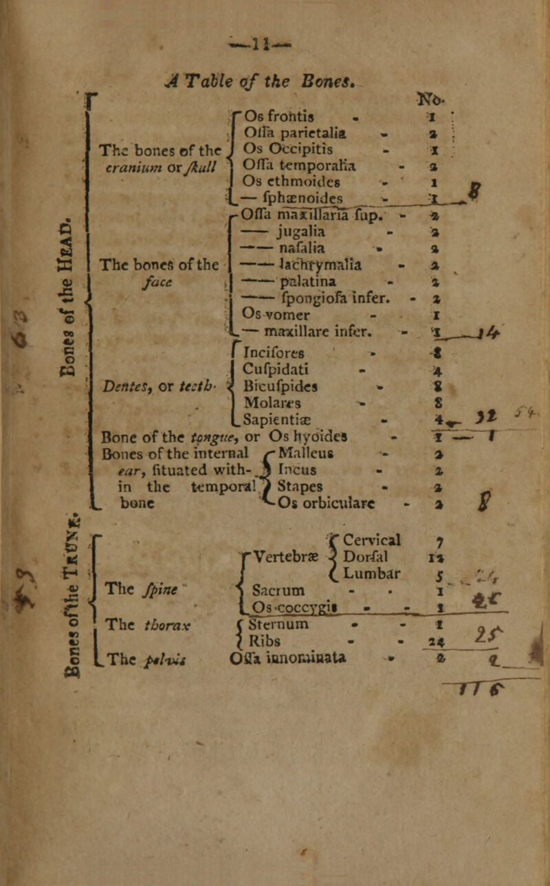 —11— \i ? 4 c o pa <# Ta&fe 0/ tAe Z?o/tfS. Th cranium or Jkull The bones of the face rOsfrohtis I OlFa parietalia bones of the \ Os Occipitis j OlTa temporalia J Os ethmoielcs \_— fphxnoides -OiTa maxillana fup. jugalia nafalia —— lachtymalia palatina fpongiofa infer. Os vomer »— maxillare infer. I Incifores I Cufpidati Dentes, or teeth- * Bieufpides » J Molares LSapientis Bone of the tongue., or Os hyoides Bones of the internal £-Malleus ear, fituated with- JS Incus in the temporal y Stapes tic ^-Os orbiaiiare bone 0-\ < H c 1 o *> •9 B o The .#;«<• The /£crav { Vertebrae  Cervical Dor-fal Lumbar Sacrum _Os 'Coccygit. C Sternum J Ribs 7 14 5 1 X .The /tf/Wi Oflx innowinata z If 4