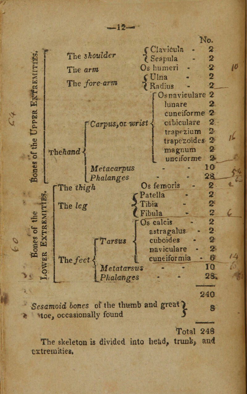 —12— 5 Si h fed J* w ei w p. v c o The shoulder The arm The fore-arm i i Carpws, or wn>t « Thefiand ^ No. ClavteuTa - 2 Scapula - 2 Os humeri - -2 /A CUlna - 2 (.Radius - 2^ fOs naviculars 2 lunare 2 cuneiforme 2 oibiculare 2 trappzium 2- trapezoides 2 '** magnum 2 unciform^ 2» J Metacarpus [Phalanges The iftigft 28L—^ I a W B5 W The ieg r Tarsfcs j The/eer<{ j Hefafarsws Os fernoris r Patella^ 3 Tibia (F]bula__ s Os calcis astragalus cuboides naviculare cuneiformia Sesamoid bones of the thumb and great > g > Hoe, occasionally found J Total 248 The skeleton is divided into head, trunk, an<J extremities.