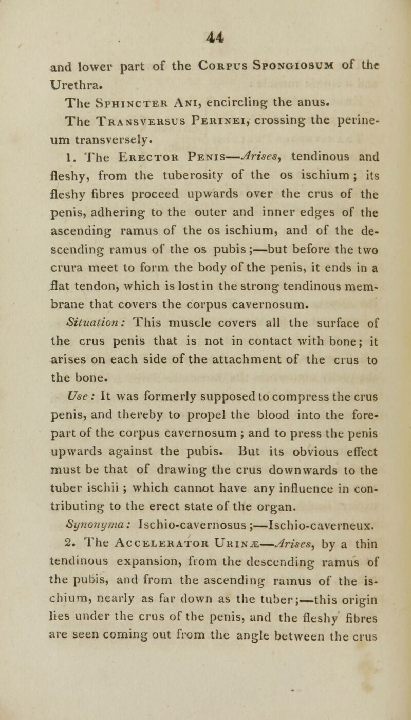 u and lower part of the Corpus Spongiosum of the Urethra. The Sphincter Ani, encircling the anus. The Transversus Perinei, crossing the perine- um transversely. 1. The Erector Penis—Arises, tendinous and fleshy, from the tuberosity of the os ischium ; its fleshy fibres proceed upwards over the crus of the penis, adhering to the outer and inner edges of the ascending ramus of the os ischium, and of the de- scending ramus of the os pubis;—but before the two crura meet to form the body of the penis, it ends in a flat tendon, which is lost in the strong tendinous mem- brane that covers the corpus cavernosum. Situation: This muscle covers all the surface of the crus penis that is not in contact with bone; it arises on each side of the attachment of the crus to the bone. Use: It was formerly supposed to compress the crus penis, and thereby to propel the blood into the fore- part of the corpus cavernosum ; and to press the penis upwards against the pubis. But its obvious effect must be that of drawing the crus downwards to the tuber ischii; which cannot have any influence in con- tributing to the erect state of the organ. Synonymu: Ischio-cavernosus ;—Ischio-caverneux. 2. The Accelerator Urinje—Arises, by a thin tendinous expansion, from the descending ramus of the pubis, and from the ascending ramus of the is- chium, nearly as far down as the tuber;—this origin lies under the crus of the penis, and the fleshy fibres are seen coming out from the angle between the crus