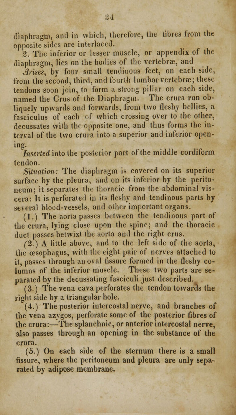 diaphragm, and in which, therefore, the libres from the opposite sides are interlaced. 2. The inferior or lesser muscle, or appendix of the diaphragm, lies on the bodies of the vertebrae, and Jlrises, by four small tendinous feet, on each side, from the second, third, and fourth lumbar vertebrae; these tendons soon join, to form a strong pillar on each side, named the Crus of the Diaphragm. The crura run ob- liquely upwards and forwards, from two fleshy bellies, a fasciculus of each of which crossing over to the other, decussates with the opposite one, and thus forms the in- terval of the two crura into a superior and inferior open- ing. Inserted into the posterior part of the middle cordiform tendon. Situation: The diaphragm is covered on its superior surface by the pleura, and on its inferior by the perito- neum; it separates the thoracic from the abdominal vis- cera: It is perforated in its fleshy and tendinous parts by several blood-vessels, and other important organs. (1.) The aorta passes between the tendinous part of the crura, lying close upon the spine; and the thoracic duct passes betwixt the aorta and the right crus. (2.) A little above, and to the left side of the aorta, the oesophagus, with the eight pair of nerves attached to it, passes through an oval fissure formed in the fleshy co- lumns of the inferior muscle. These two parts are se- parated by the decussating fasciculi just described. (3.) The vena cava perforates the tendon towards the right side by a triangular hole. (4.) The posterior intercostal nerve, and branches of the vena azygos, perforate some of the posterior fibres of the crura:—The splanchnic, or anterior intercostal nerve, also passes through an opening in the substance of the crura. (5.) On each side of the sternum there is a small fissure, where the peritoneum and pleura are only sepa- rated by adipose membrane.