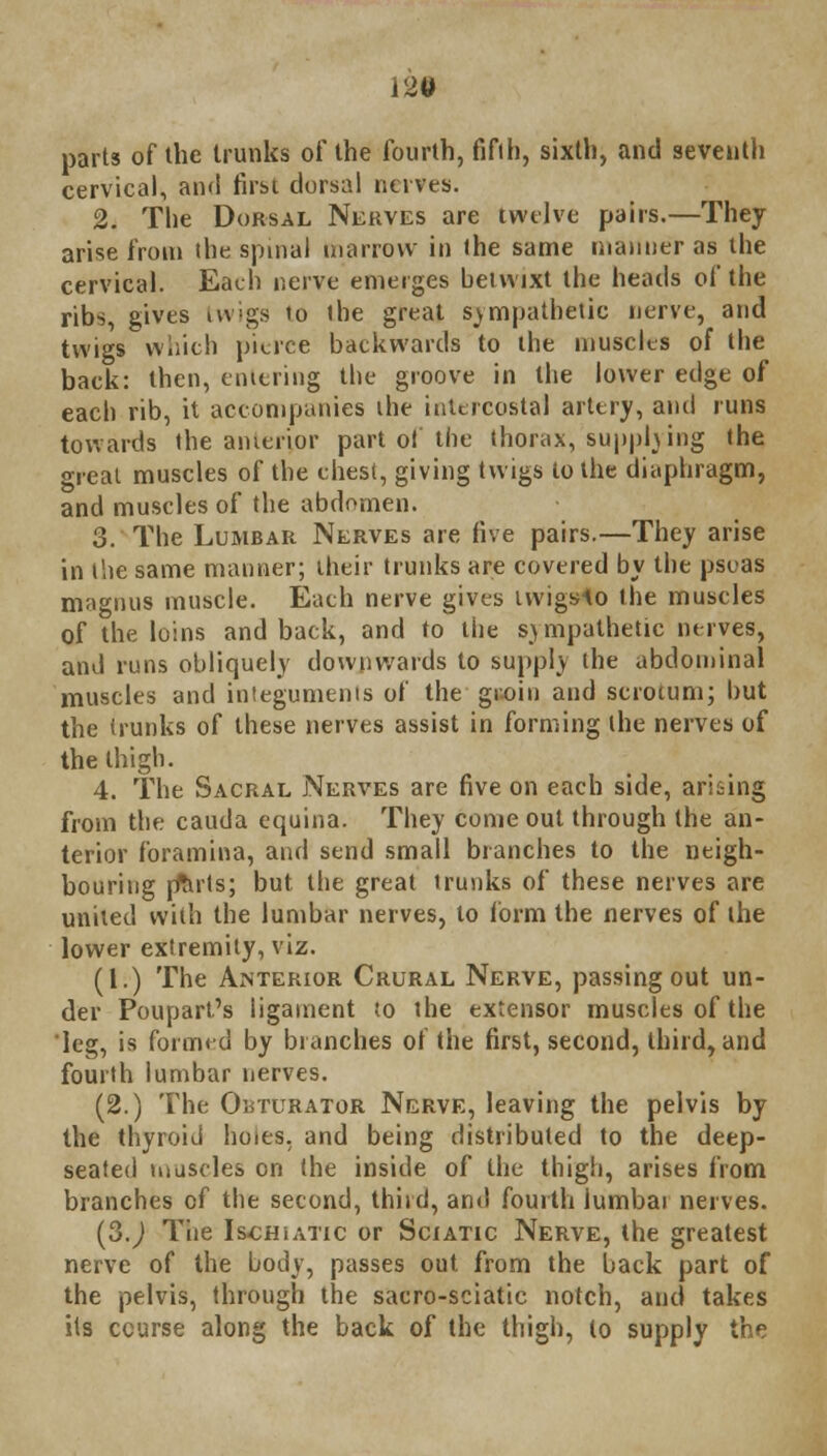 parts of the trunks of the fourth, fifth, sixth, and seventh cervical, and first dorsal nerves. 2. The Dorsal Nerves are twelve pairs.—They arise from the spinal marrow in the same manner as the cervical. Each nerve emerges hetwixt the heads of the ribs, gives twigs to the great sympathetic nerve, and twigs which pierce backwards to the muscles of the back: then, entering the groove in the lower edge of each rib, it accompanies ihe intercostal artery, ami runs towards the anterior part of the thorax, supplying the great muscles of the chest, giving twigs to the diaphragm, and muscles of the abdomen. 3. The Lumbar Nerves are five pairs.—They arise in the same manner; their trunks are covered by the psoas magnus muscle. Each nerve gives iwigslo the muscles of the loins and back, and to the sympathetic nerves, and runs obliquely downwards to supply the abdominal muscles and integuments of the groin and scrotum; but the trunks of these nerves assist in forming the nerves of the thigh. 4. The Sacral Nerves are five on each side, arising from the cauda equina. They come out through the an- terior foramina, and send small branches to the neigh- bouring ffftrts; but the great trunks of these nerves are united with the lumbar nerves, to form the nerves of the lower extremity, viz. (1.) The Anterior Crural Nerve, passing out un- der Poupart's ligament to the extensor muscles of the leg, is formed by branches of the first, second, third, and fourth lumbar nerves. (2.) The Obturator Nerve, leaving the pelvis by the thyroid holes, and being distributed to the deep- seated muscles on the inside of the thigh, arises from branches of the second, third, and fourth iumbai nerves. (3.) The Ischiatic or Sciatic Nerve, the greatest nerve of the body, passes out from the back part of the pelvis, through the sacro-sciatic notch, and takes its course along the back of the thigh, to supply the