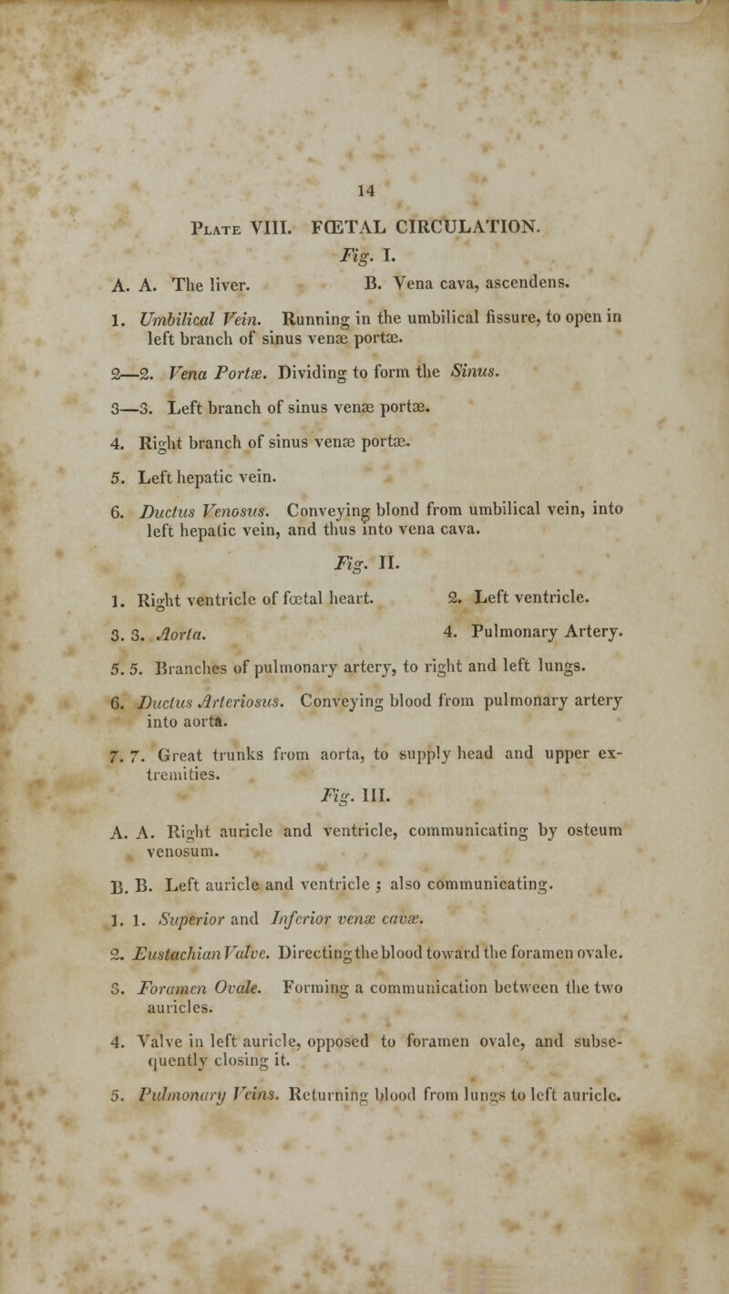 Plate VIII. FCETAL CIRCULATION. Fig. I. A. A. The liver. B. Vena cava, ascendens. 1. Umbilical Vein. Running in the umbilical fissure, to open in left branch of sinus venae portae. 2—2. Vena Portse. Dividing to form the Sinus. 3—3. Left branch of sinus venae porta?. 4. Right branch of sinus venae portae. 5. Left hepatic vein. 6. Ductus Venosus. Conveying blond from umbilical vein, into left hepatic vein, and thus into vena cava. Fig. II. 1. Right ventricle of foetal heart. 2. Left ventricle. 3. 3. Aorta. 4. Pulmonary Artery. 5. 5. Branches of pulmonary artery, to right and left lungs. 6. Ductus Arteriosus. Conveying blood from pulmonary artery into aorta. 7. 7. Great trunks from aorta, to supply head and upper ex- tremities. Fig. III. A. A. Ri°-ht auricle and ventricle, communicating by osteum venosum. p. B. Left auricle and ventricle j also communicating. 1.1. Superior and Inferior venae cavse. 2. Eustachian Valve. Directing the blood toward the foramen ovale. 3. Foramen Ovale. Forming a communication between the two auricles. 4. Valve in left auricle, opposed to foramen ovale, and subse- quently closing it. 5. Pulmonary Veins. Returning blood from IuDgs to left auricle.