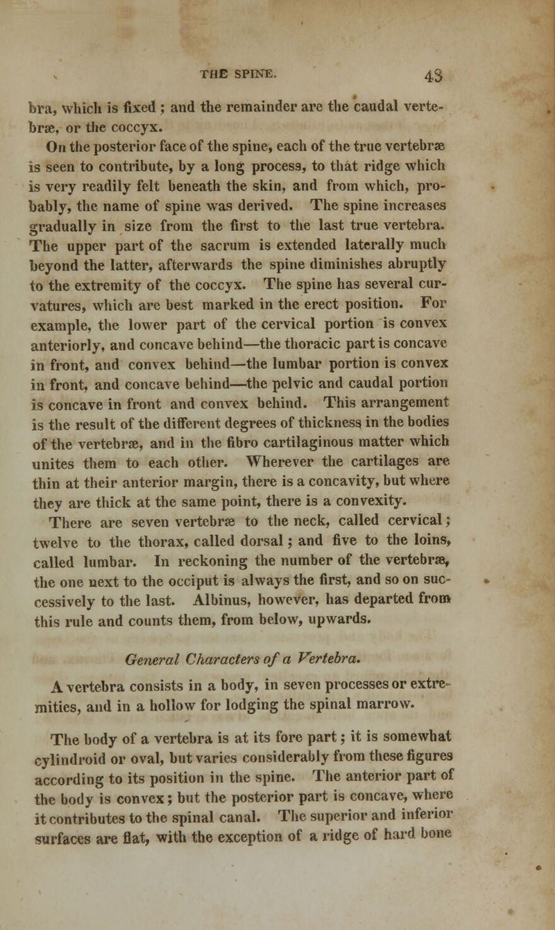 bra, which is fixed; and the remainder are the caudal verte- brae, or the coccyx. On the posterior face of the spine, each of the true vertebrae is seen to contribute, by a long process, to that ridge which is very readily felt beneath the skin, and from which, pro- bably, the name of spine was derived. The spine increases gradually in size from the first to the last true vertebra. The upper part of the sacrum is extended laterally much beyond the latter, afterwards the spine diminishes abruptly to the extremity of the coccyx. The spine has several cur- vatures, which are best marked in the erect position. For example, the lower part of the cervical portion is convex anteriorly, and concave behind—the thoracic part is concave in front, and convex behind—the lumbar portion is convex in front, and concave behind—the pelvic and caudal portion is concave in front and convex behind. This arrangement is the result of the different degrees of thickness in the bodies of the vertebrae, and in the fibro cartilaginous matter which unites them to each other. Wherever the cartilages are thin at their anterior margin, there is a concavity, but where they are thick at the same point, there is a convexity. There are seven vertebra to the neck, called cervical; twelve to the thorax, called dorsal; and five to the loins, called lumbar. In reckoning the number of the vertebrae, the one next to the occiput is always the first, and so on suc- cessively to the last. Albinus, however, has departed from this rule and counts them, from below, upwards. General Characters of a Vertebra. A vertebra consists in a body, in seven processes or extre- mities, and in a hollow for lodging the spinal marrow. The body of a vertebra is at its fore part; it is somewhat cylindroid or oval, but varies considerably from these figures according to its position in the spine. The anterior part of the body is convex; but the posterior part is concave, where it contributes to the spinal canal. The superior and inferior surfaces are flat, with the exception of a ridge of hard bone