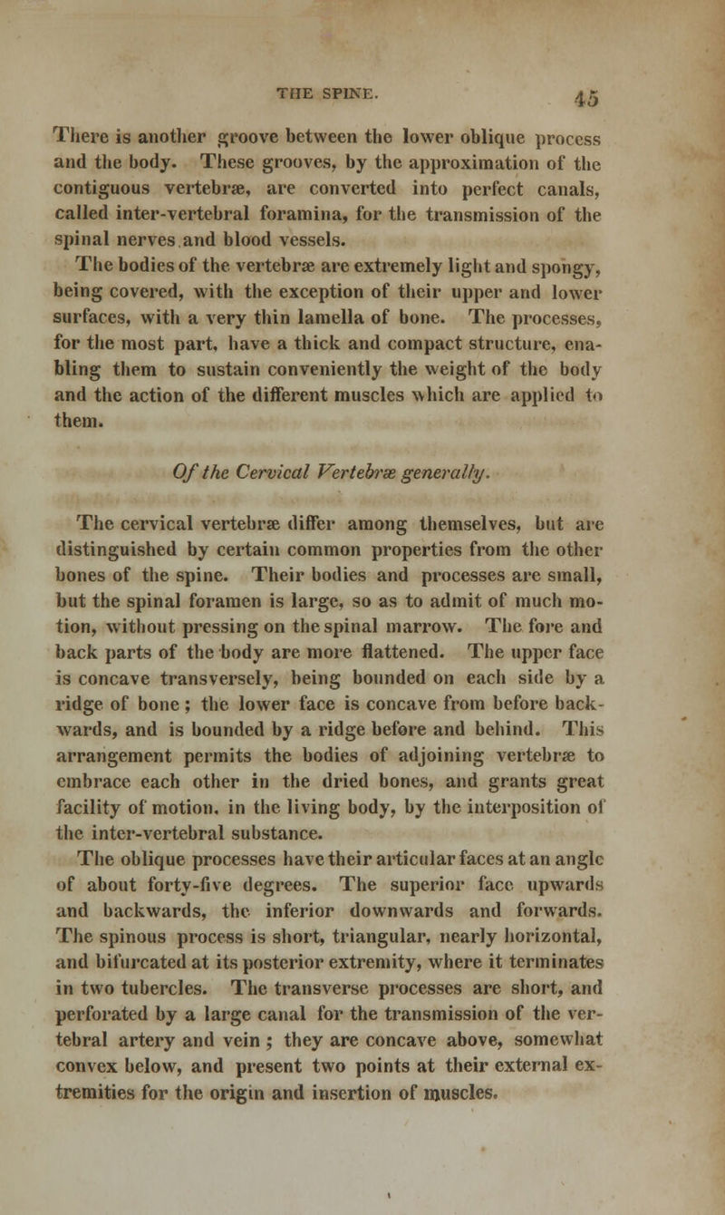 There is another groove between the lower oblique process and the body. These grooves, by the approximation of the contiguous vertebrse, are converted into perfect canals, called inter-vertebral foramina, for the transmission of the spinal nerves and blood vessels. The bodies of the vertebrse are extremely light and spongy, being covered, with the exception of their upper and lower surfaces, with a very thin lamella of bone. The processes, for the most part, have a thick and compact structure, ena- bling them to sustain conveniently the weight of the body and the action of the different muscles which are applied to them. Of the Cervical Vertebrse generally. The cervical vertebrse differ among themselves, but are distinguished by certain common properties from the other bones of the spine. Their bodies and processes are small, but the spinal foramen is large, so as to admit of much mo- tion, without pressing on the spinal marrow. The fore and back parts of the body are more flattened. The upper face is concave transversely, being bounded on each side by a ridge of bone; the lower face is concave from before back- wards, and is bounded by a ridge before and behind. This arrangement permits the bodies of adjoining vertebrse to embrace each other in the dried bones, and grants great facility of motion, in the living body, by the interposition of the inter-vertebral substance. The oblique processes have their articular faces at an angle of about forty-five degrees. The superior face upwards and backwards, the inferior downwards and forwards. The spinous process is short, triangular, nearly horizontal, and bifurcated at its posterior extremity, where it terminates in two tubercles. The transverse processes are short, and perforated by a large canal for the transmission of the ver- tebral artery and vein ; they are concave above, somewhat convex below, and present two points at their external ex- tremities for the origin and insertion of muscles.