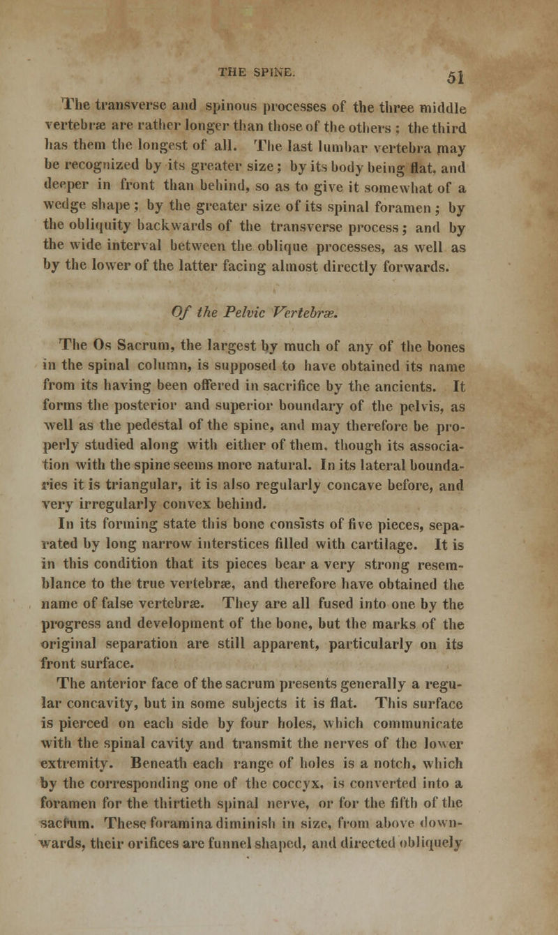 The transverse and spinous processes of the three middle vertebrae are rather longer than those of the others : the third lias them the longest of all. The last lumbar vertebra may he recognized by its greater size; by its body being flat, and deeper in front than behind, so as to give it somewhat of a wedge shape; by the greater size of its spinal foramen ; by the obliquity backwards of the transverse process; and by the wide interval between the oblique processes, as well as by the lower of the latter facing almost directly forwards. Of the Pelvic Vertebrae. The Os Sacrum, the largest by much of any of the bones in the spinal column, is supposed to have obtained its name from its having been offered in sacrifice by the ancients. It forms the posterior and superior boundary of the pelvis, as well as the pedestal of the spine, and may therefore be pro- perly studied along with either of them, though its associa- tion with the spine seems more natural. In its lateral bounda- ries it is triangular, it is also regularly concave before, and very irregularly convex behind. In its forming state this bone consists of five pieces, sepa- rated by long narrow interstices filled with cartilage. It is in this condition that its pieces bear a very strong resem- blance to the true vertebrse, and therefore have obtained the name of false vertebrae. They are all fused into one by the progress and development of the bone, but the marks of the original separation are still apparent, particularly on its front surface. The anterior face of the sacrum presents generally a regu- lar concavity, but in some subjects it is flat. This surface is pierced on each side by four holes, which communicate with the spinal cavity and transmit the nerves of the lower extremity. Beneath each range of holes is a notch, which by the corresponding one of the coccyx, is converted into a foramen for the thirtieth spinal nerve, or for the fifth of the sacrum. These foramina diminish in size, from above down- wards, their orifices are funnel shaped, and directed obliquely