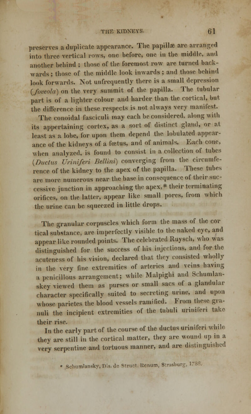 preserves a duplicate appearance. The papillae are arranged into three vertical rows, one before, one in the middle, and another behind ; those of the foremost row are turned back- wards ; those of the middle look inwards ; and those behind look forwards. Not unfrequently there is a small depression (foveola) on the very summit of the papilla. The tubular part is of a lighter colour and harder than the cortical, but the difference in these respects is not always very manifest. The conoidal fasciculi may each be considered, along with its appertaining cortex, as a sort of distinct gland, or at least as a lobe, for upon them depend the lobulated appear- ance of the kidneys of a foetus, and of animals. Each cone, when analyzed, is found to consist in a collection of tubes {Ductus Uriniferi Bellini) converging from the circumfe- rence of the kidney to the apex of the papilla. These tubes are more numerous near the base in consequence of their suc- cessive junction in approaching the apex,* their terminating orifices, on the latter, appear like small pores, from which the urine can be squeezed in little drops. The granular corpuscles which form the mass of the cor tical substance, arc imperfectly visible to the naked eye, and appear like rounded points. The celebrated Ruysch, who was distinguished for the success of his injections, and for the acuteness of his vision, declared that thoy consisted wholly in the very fine extremities of arteries and veins having ;i penicillous arrangement; while Malpighi and Schumlan- skcy viewed them as purses or small sacs of a glandular character specifically suited to secreting urine, and upon whose parietes the blood vessels ramified. From these gra- nuli the incipient extremities of the tubuli uriniferi take their rise. In the early part of the course of the ductus uriniferi while they are still in the cortical matter, they are wound up m a very serpentine and tortuous manner, and are distinguished • Schnmlansky, Dis.de Struct. ltcnum, Strasburg, 1