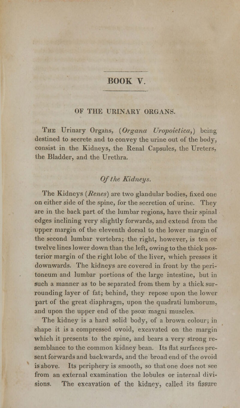 OF THE URINARY ORGANS. The Urinary Organs, (Organa Uropoietica,) being destined to secrete and to convey the urine out of the body, consist in the Kidneys, the Renal Capsules, the Ureters, the Bladder, and the Urethra. Of the Kidneys. The Kidneys (Renes) are two glandular bodies, fixed one on either side of the spine, for the secretion of urine. They are in the back part of the lumbar regions, have their spinal edges inclining very slightly forwards, and extend from the upper margin of the eleventh dorsal to the lower margin of the second lumbar vertebra; the right, however, is ten or twelve lines lower down than the left, owing to the thick pos- terior margin of the right lobe of the liver, which presses it downwards. The kidneys are covered in front by the peri- toneum and lumbar portions of the large intestine, but in such a manner as to be separated from them by a thick sur- rounding layer of fat; behind, they repose upon the lower part of the great diaphragm, upon the quadrati lumborum, and upon the upper end of the psoae magni muscles. The kidney is a hard solid body, of a brown colour; in shape it is a compressed ovoid, excavated on the margin which it presents to the spine, and bears a very strong re- semblance to the common kidney bean. Its flat surfaces pre- sent forwards and backwards, and the broad end of the ovoid is above. Its periphery is smooth, so that one does not see from an external examination the lobules or internal divi- sions. The excavation of the kidney, called its fissure